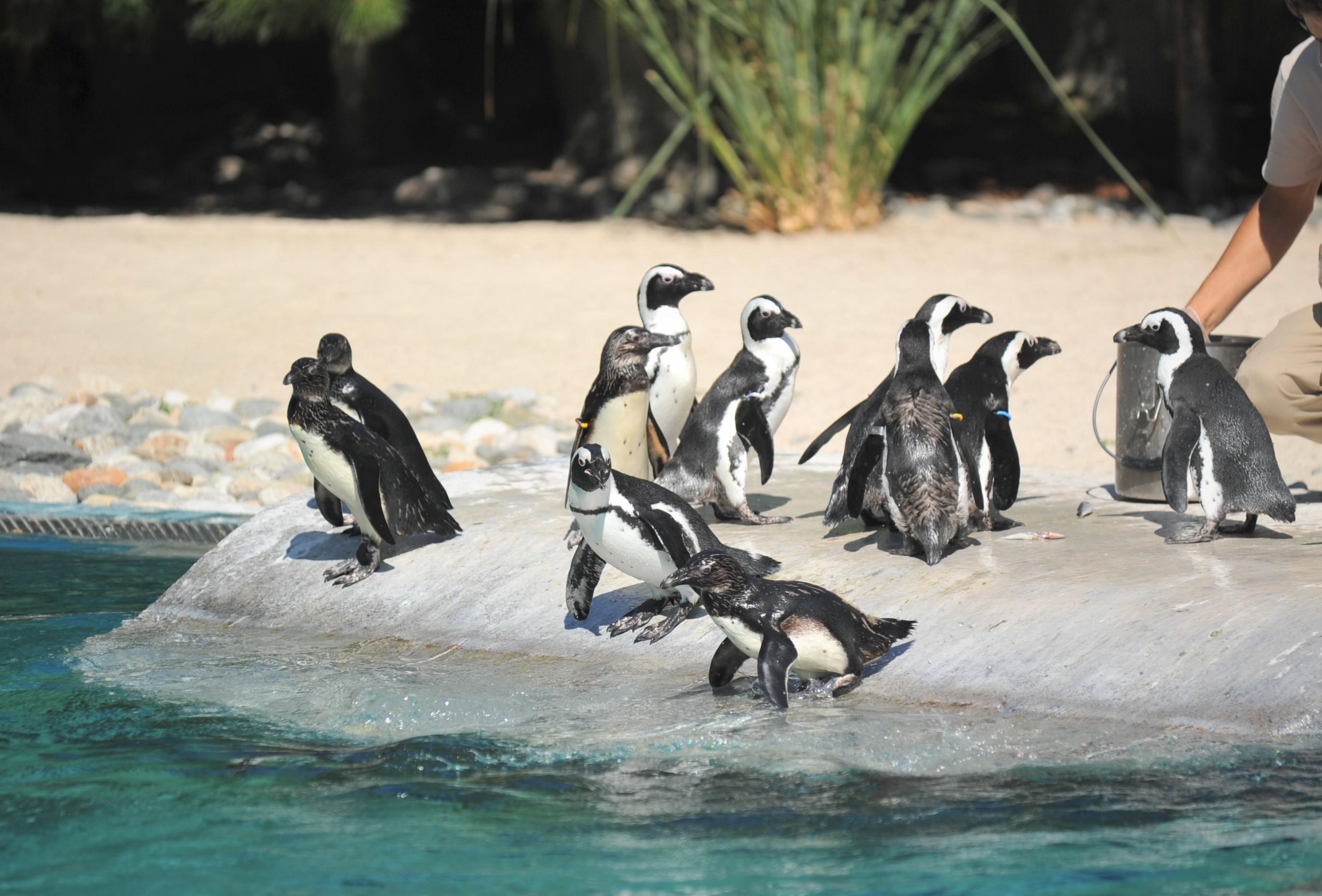 Penguenlerin beslenme saatleri