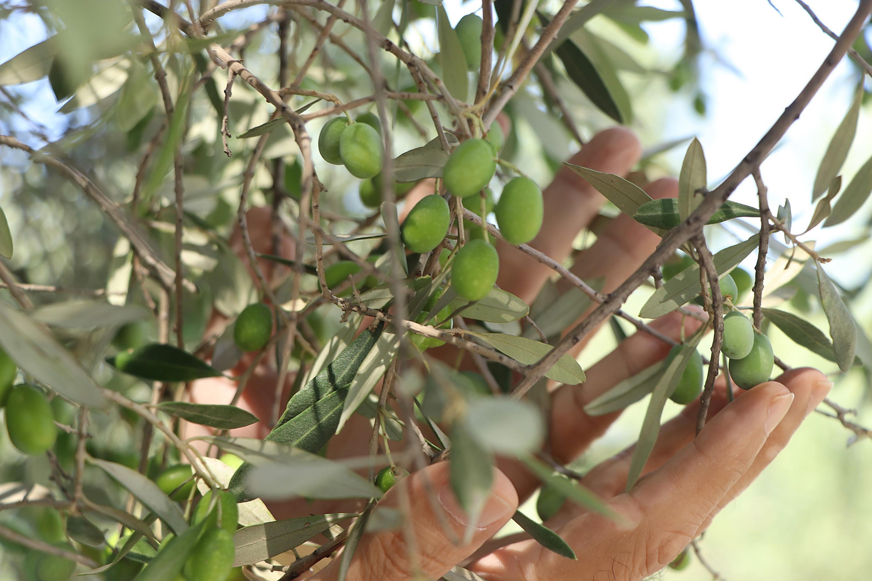 Hz. Meryemin diktiğine inanılan ağaçtan 200 kilo zeytin toplanacak