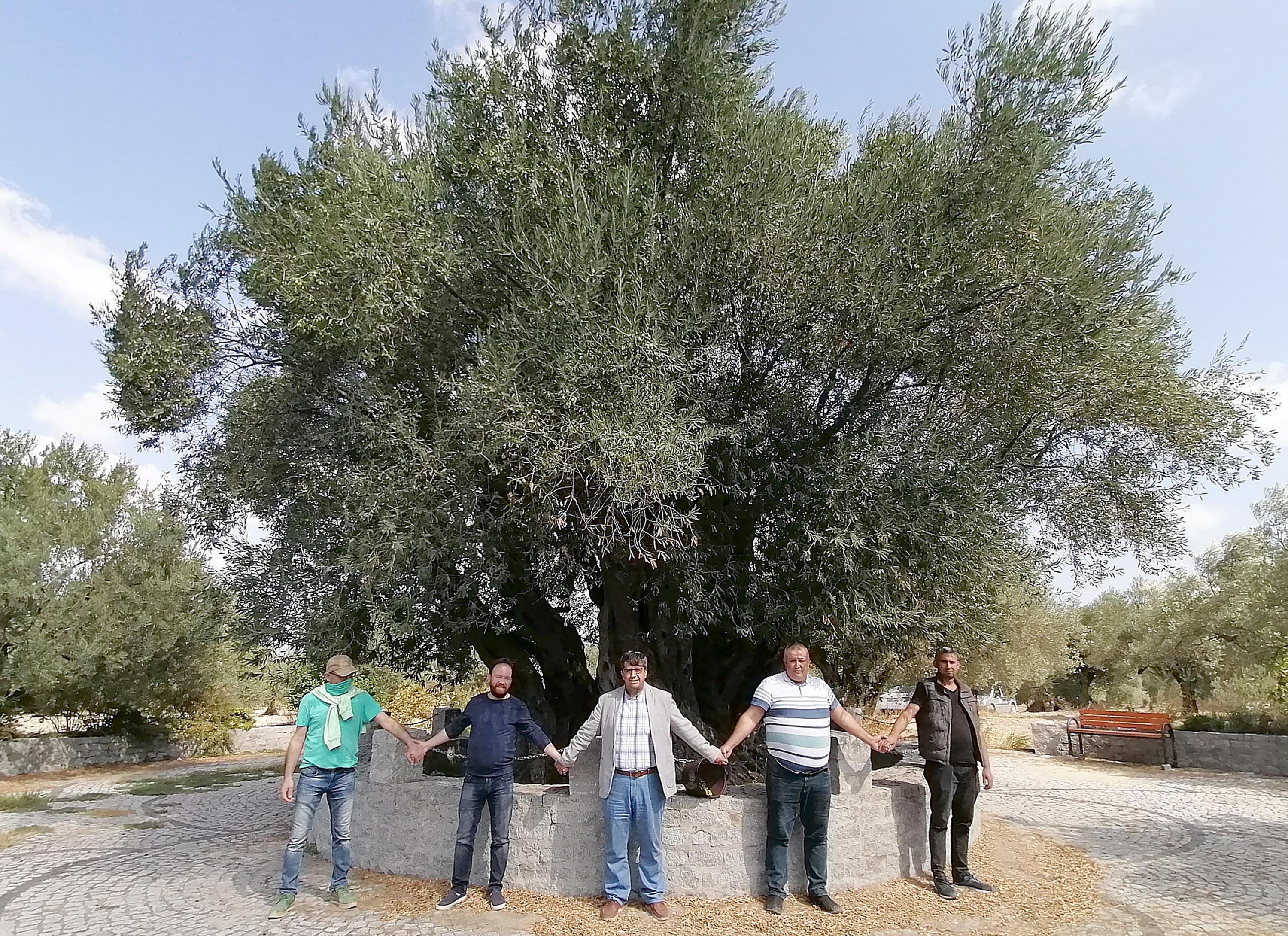 Hz. Meryemin diktiğine inanılan ağaçtan 200 kilo zeytin toplanacak