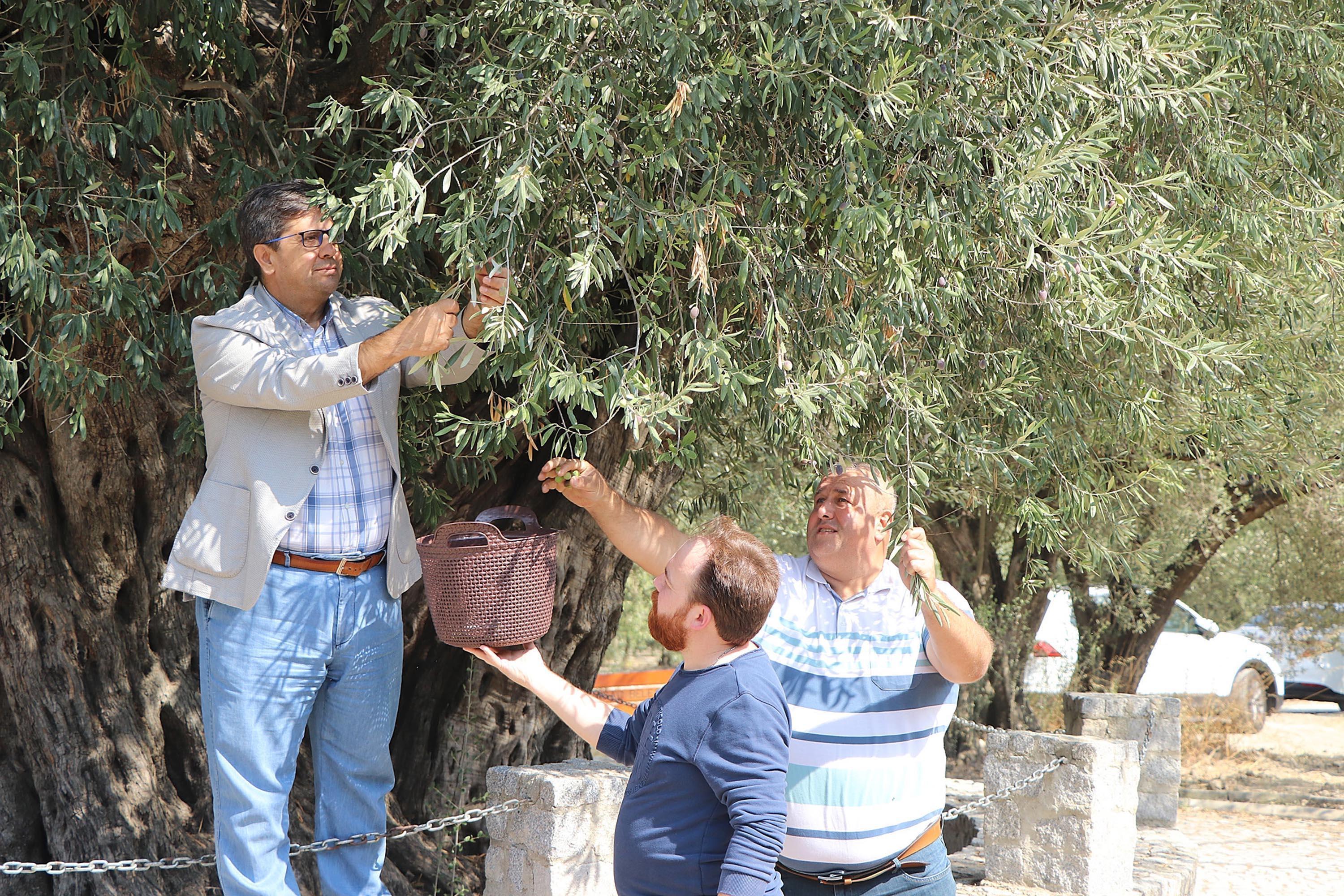 Hz. Meryemin diktiğine inanılan ağaçtan 200 kilo zeytin toplanacak