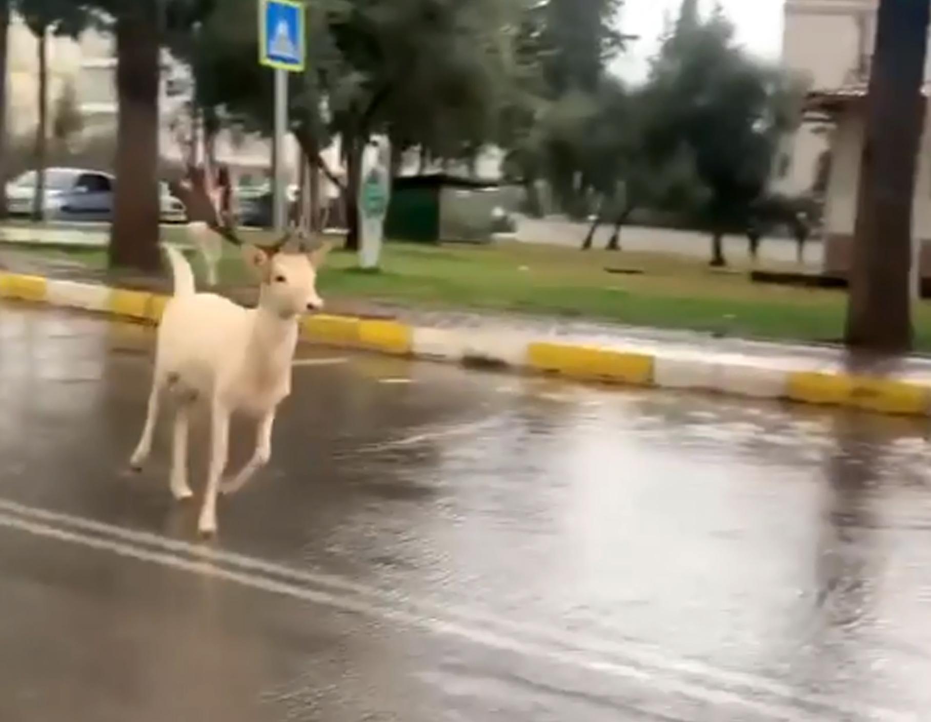 Antalya sokaklarında 2 geyik görüntülendi
