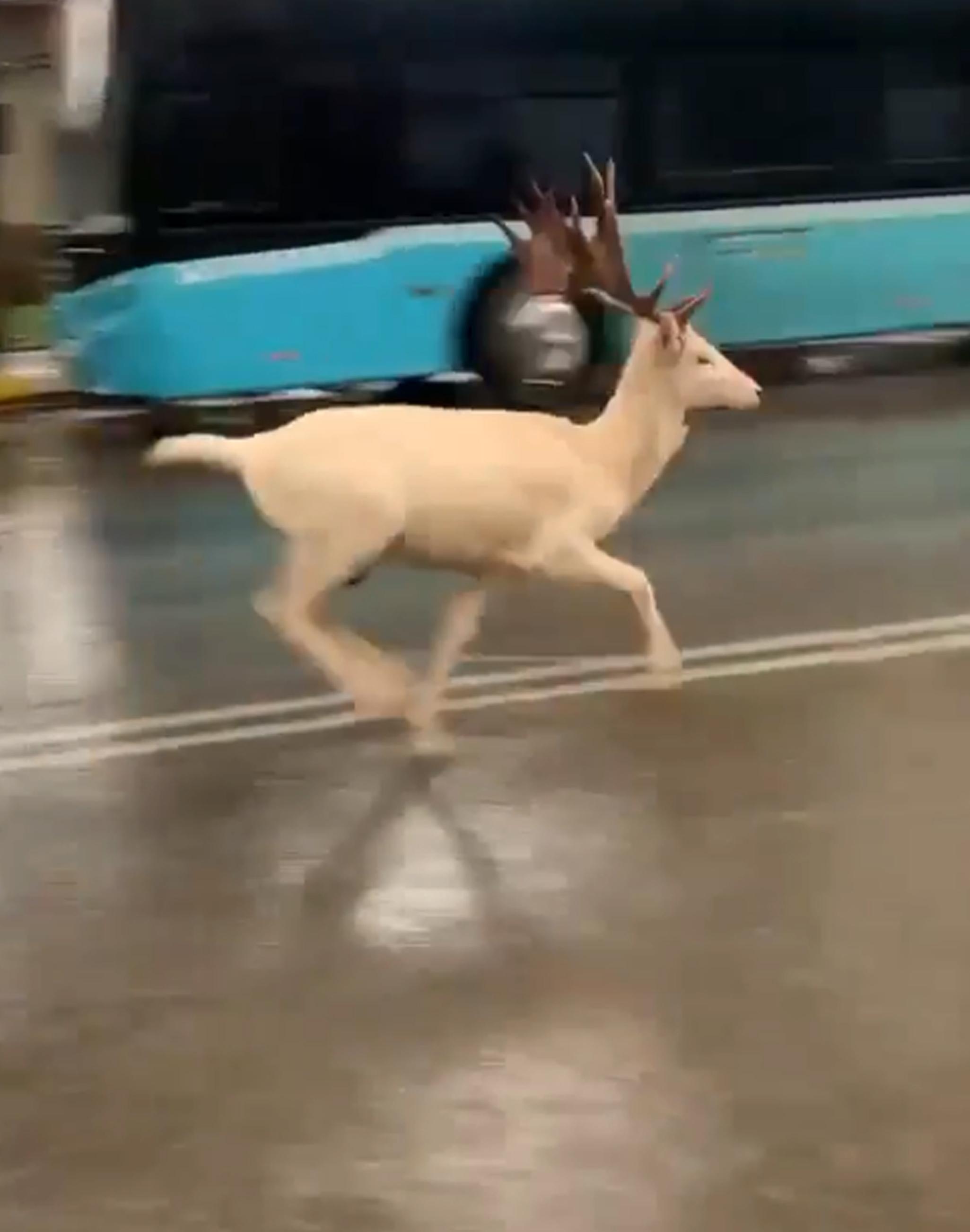 Antalya sokaklarında 2 geyik görüntülendi