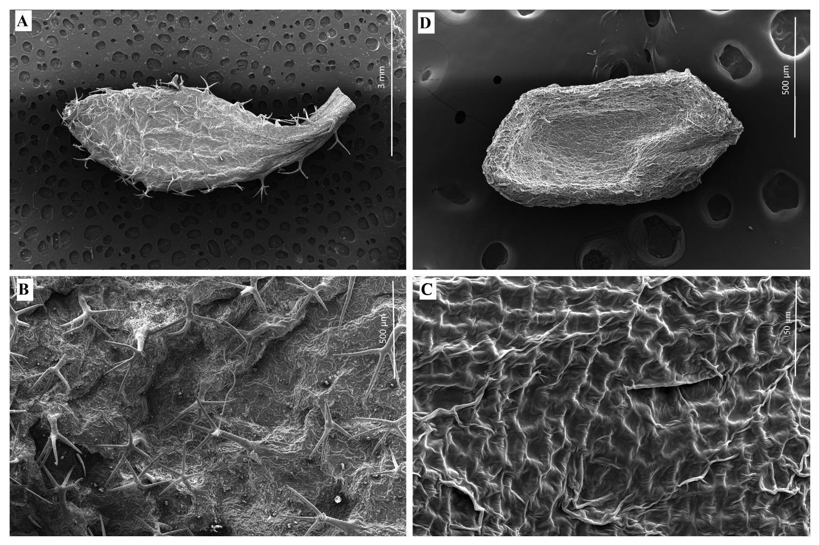 Yedigöller Milli Parkı’nda yeni bitki türü keşfedildi