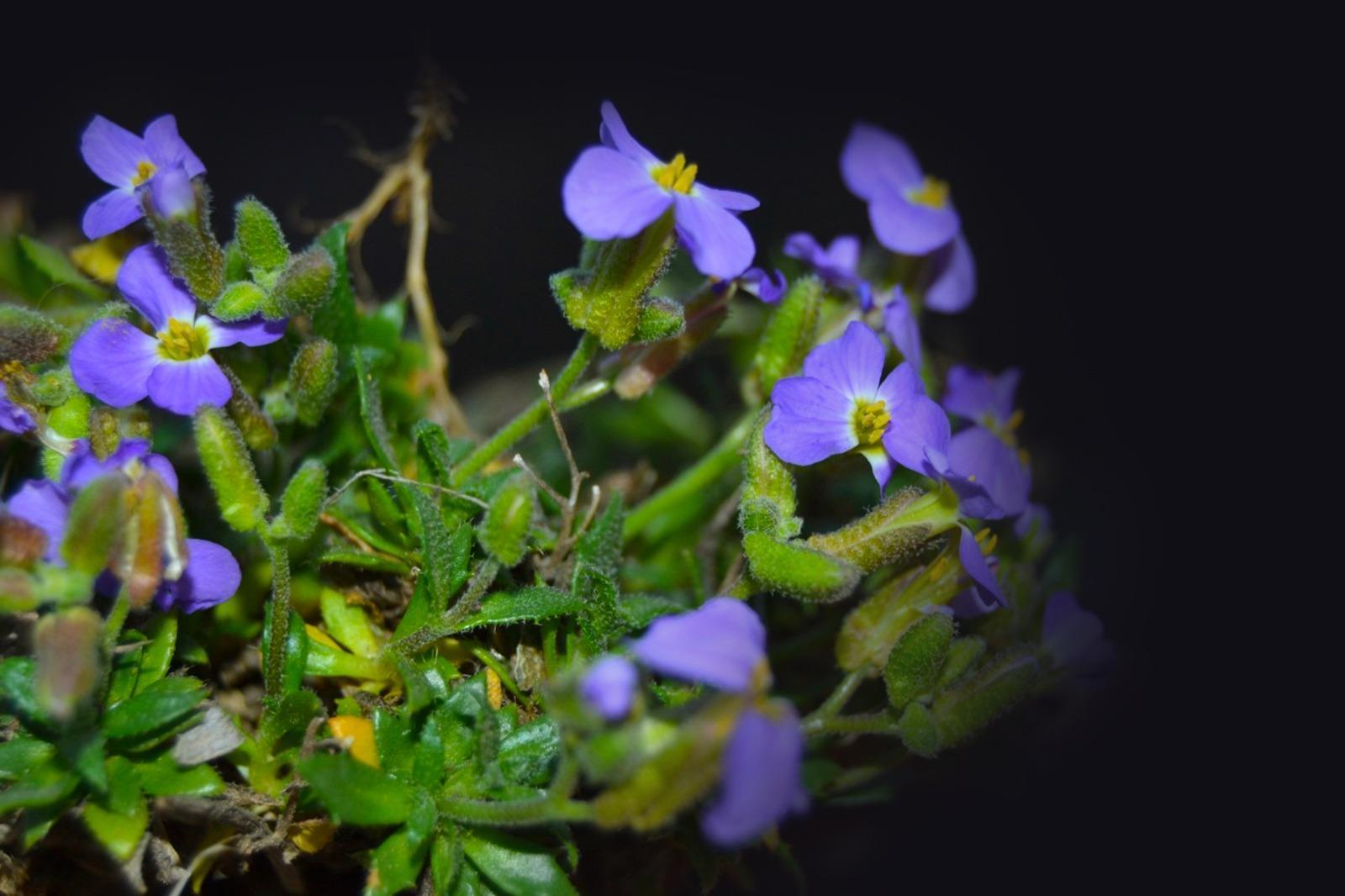 Yedigöller Milli Parkı’nda yeni bitki türü keşfedildi