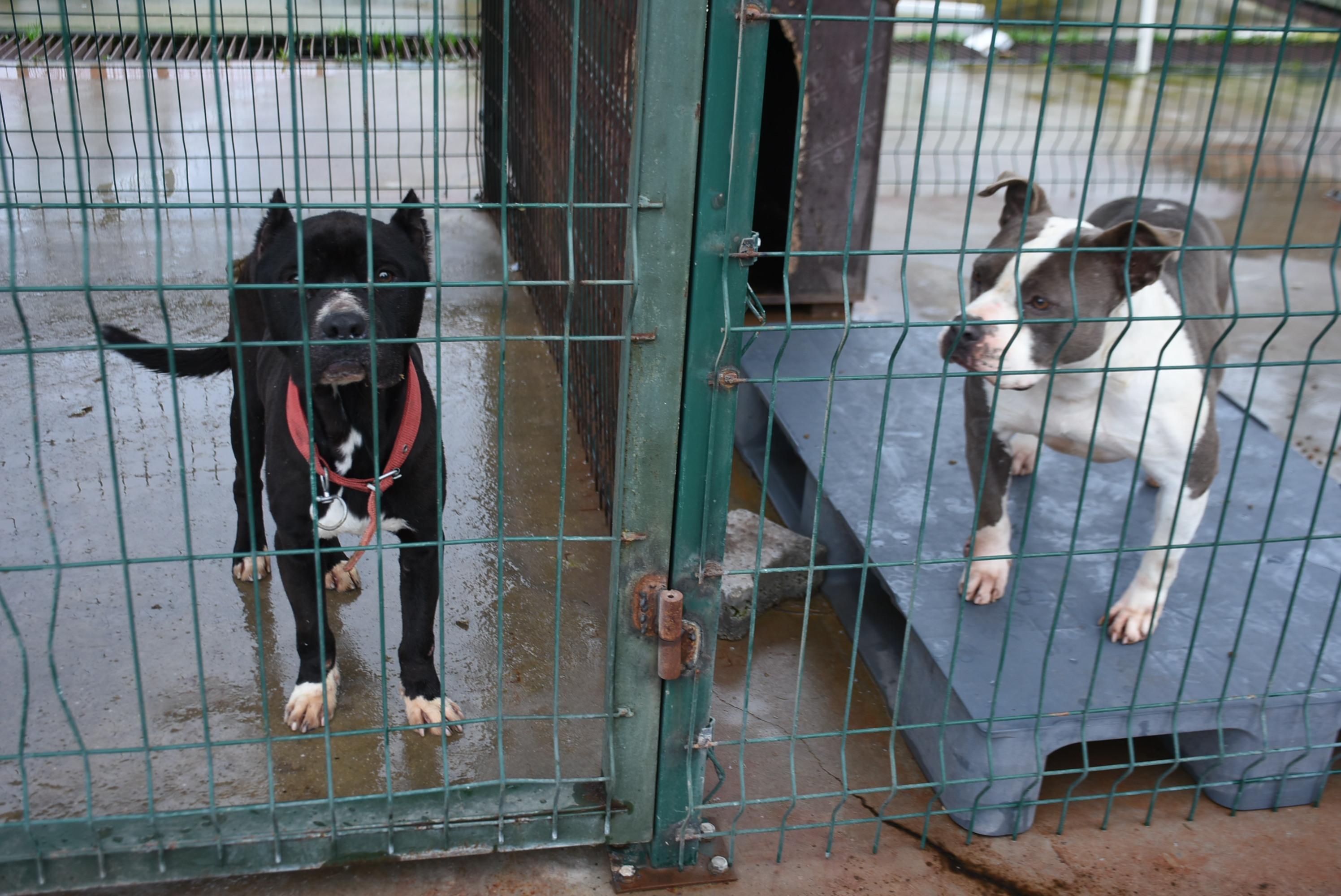 Edirnede yasaklı ırk köpekler için barınakta yer kalmadı
