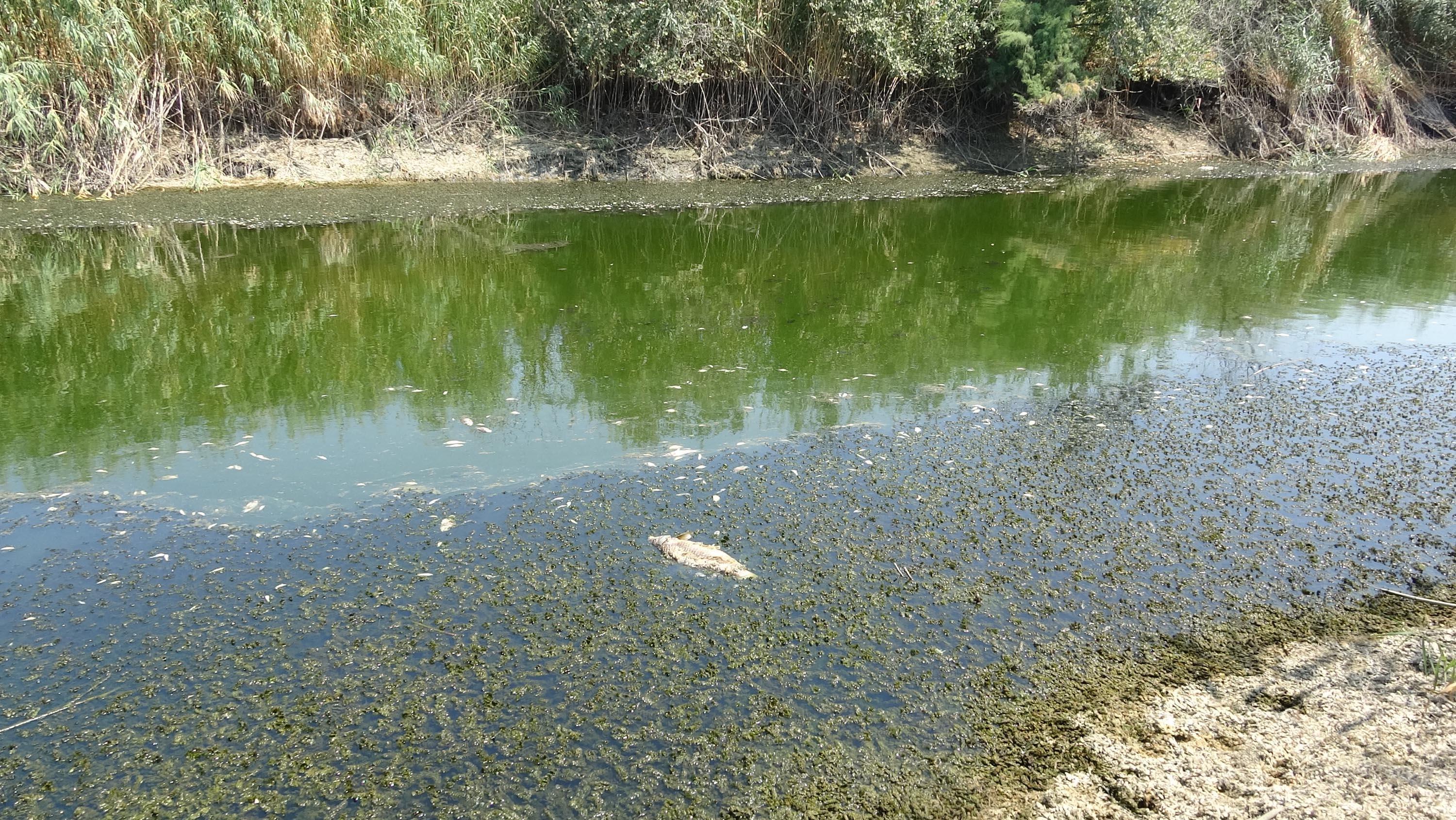 Büyük Menderesin eski yatağındaki balık ölümlerinin nedeni fazla tuz çıktı
