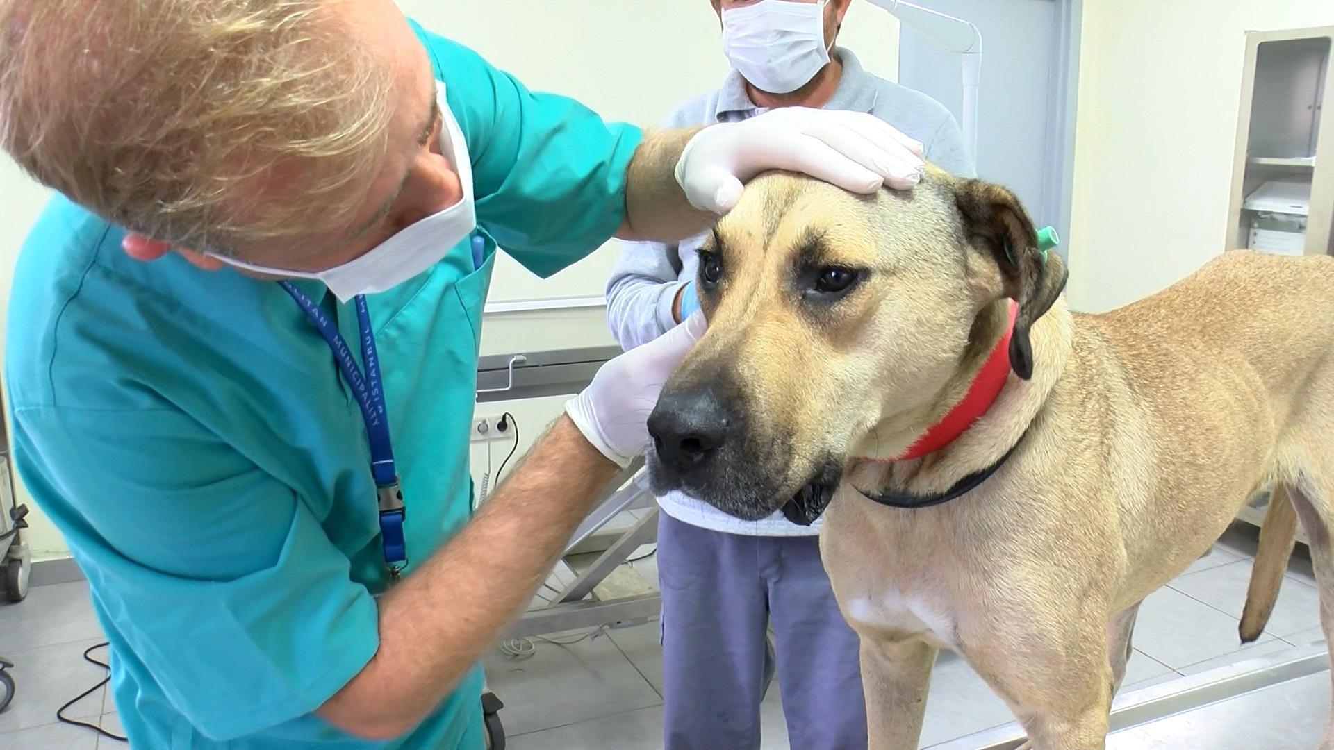 Boji even travels in animal care center