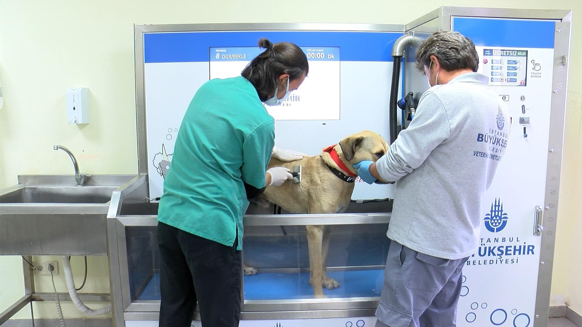 Boji even travels in animal care center