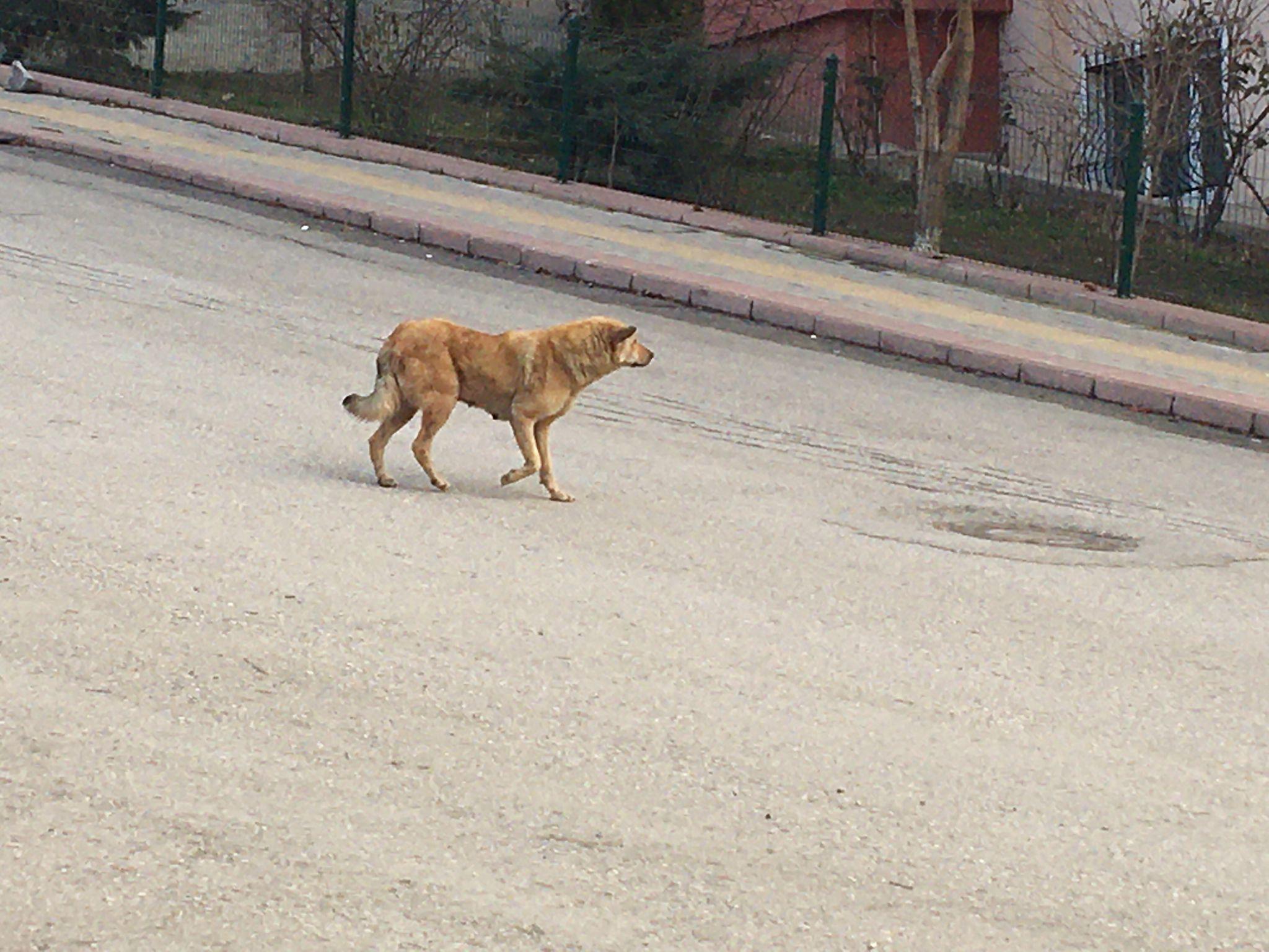 Aynı mahallede 2 köpek saldırısı daha; 2 yaralı