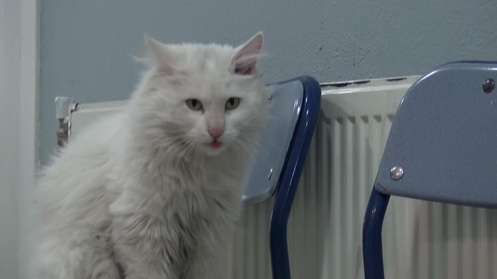 Köpeklerin yaraladığı sokak kedisine, öğrenciler sahip çıktı