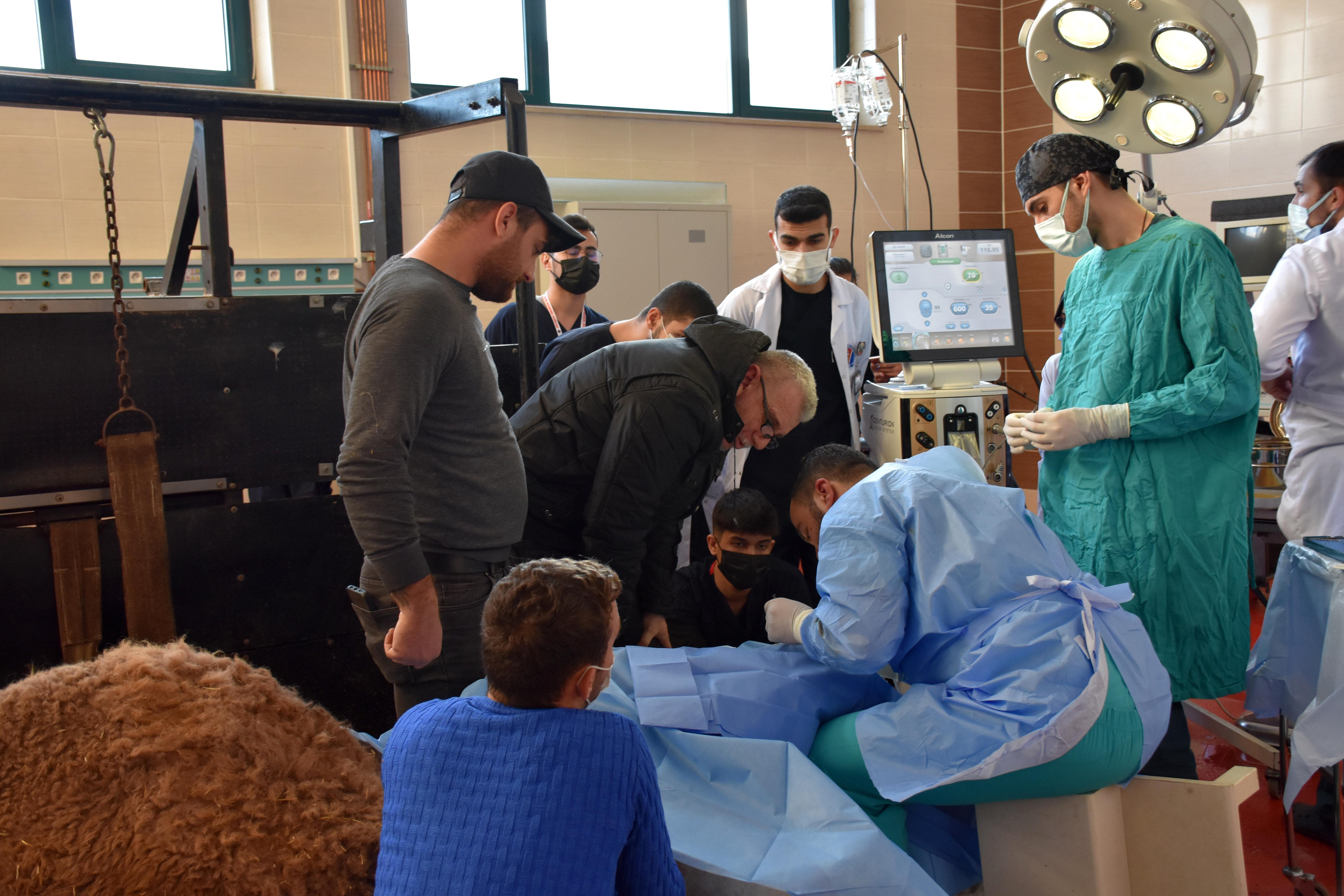 Burdurda deveye katarakt ameliyatı