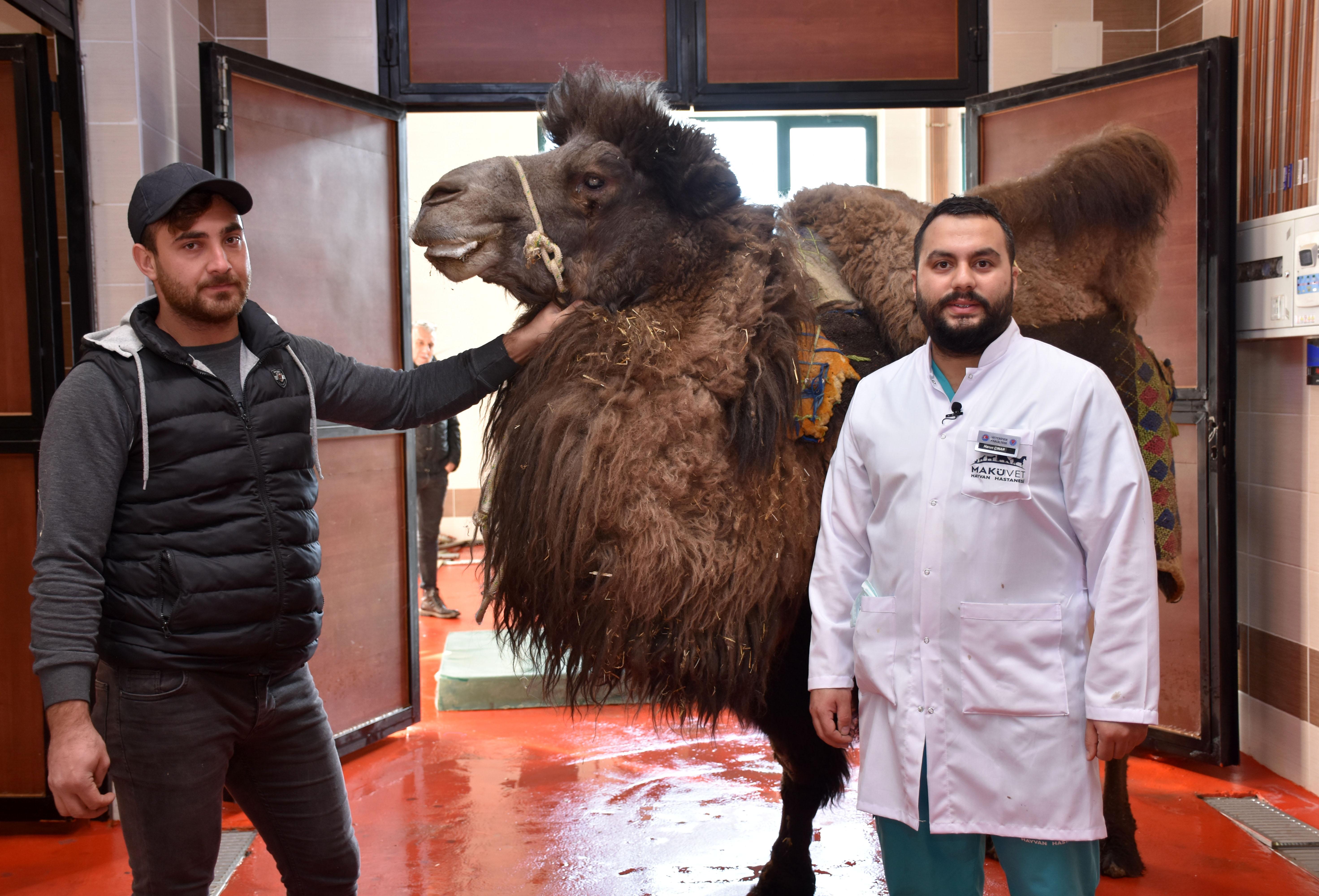 Burdurda deveye katarakt ameliyatı