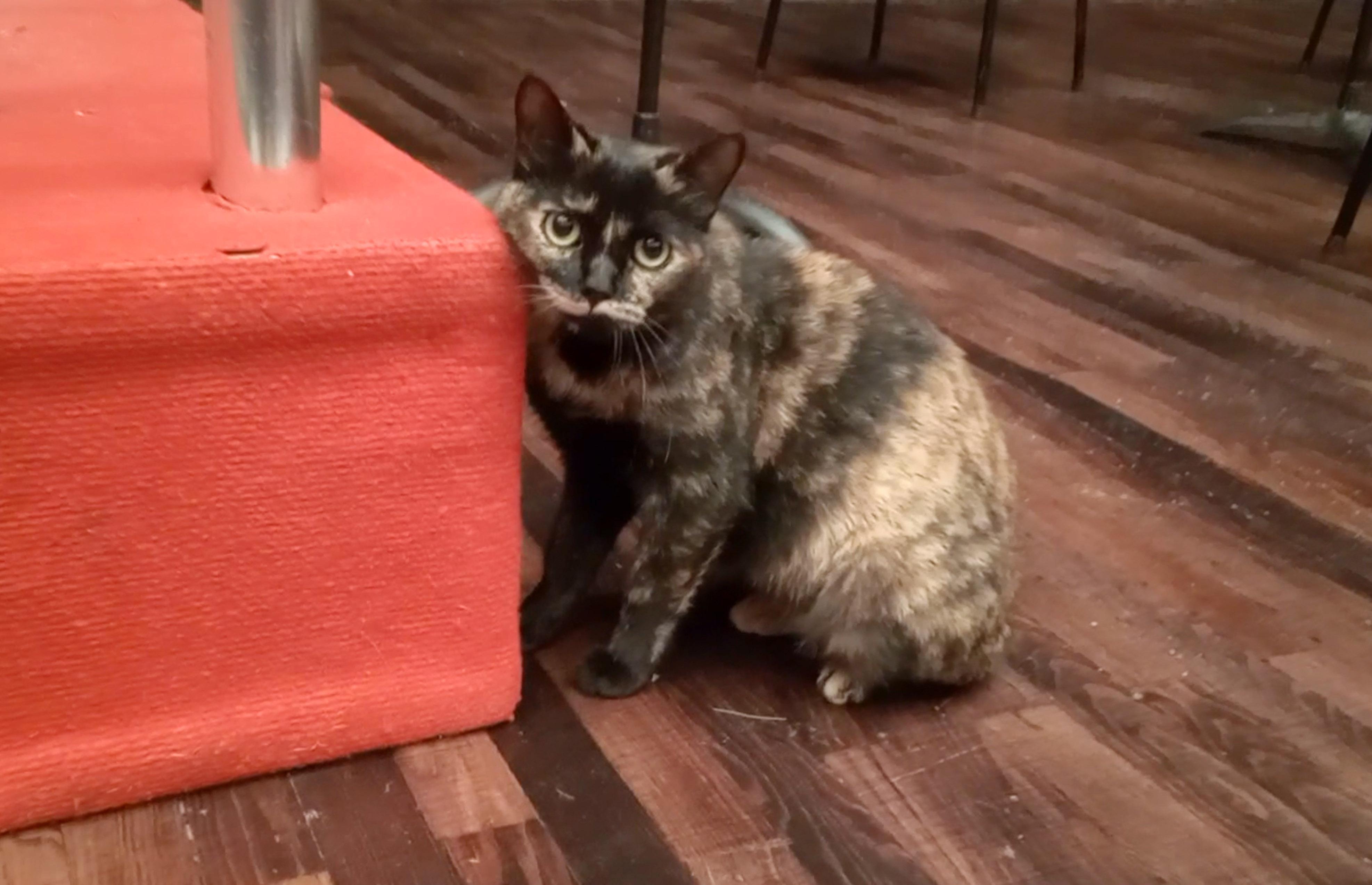 Senfoni konserinde kedi Senfoniç sürprizi