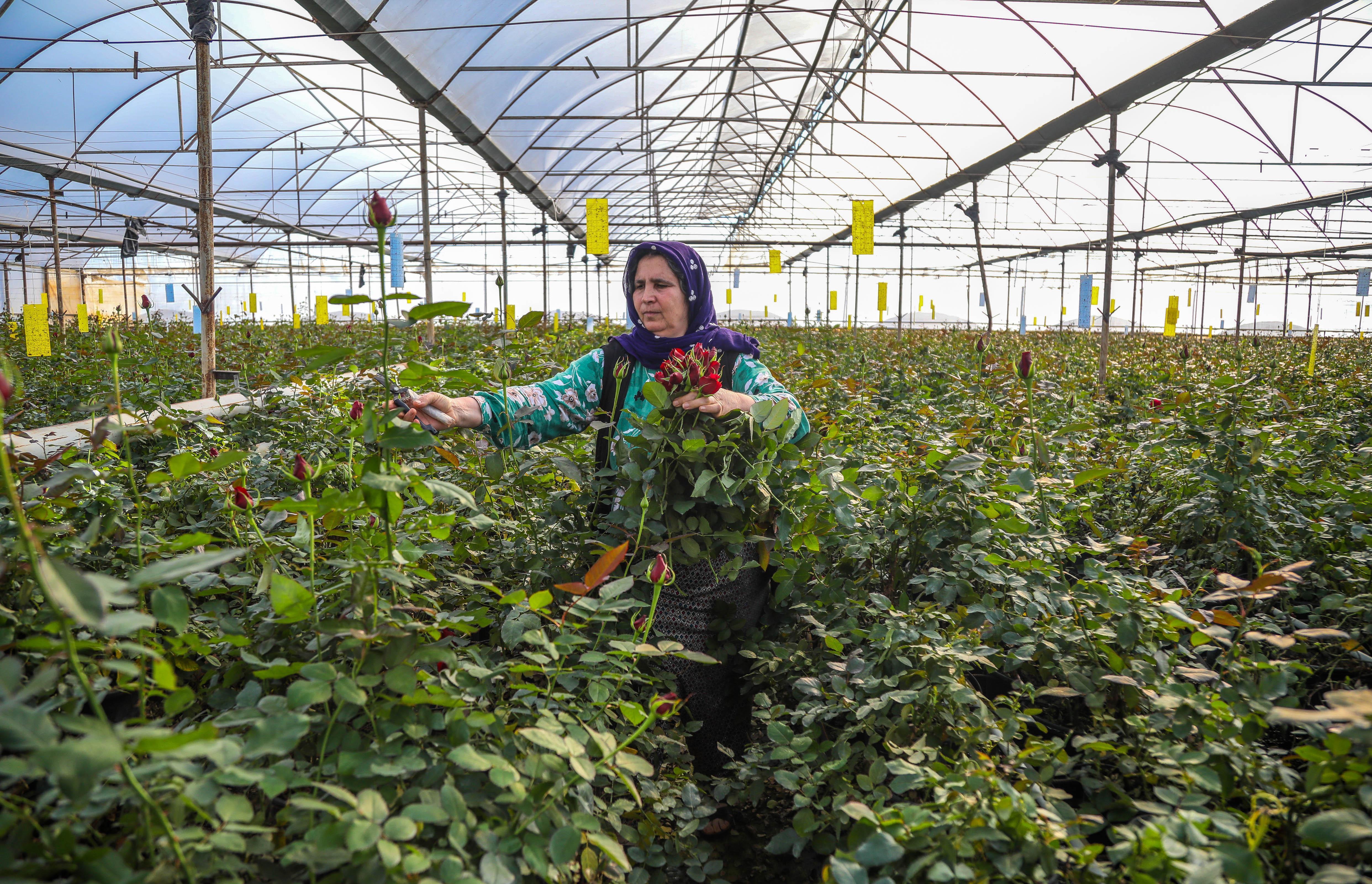 Süs bitkileri ihracatında hedef 500 milyon dolar