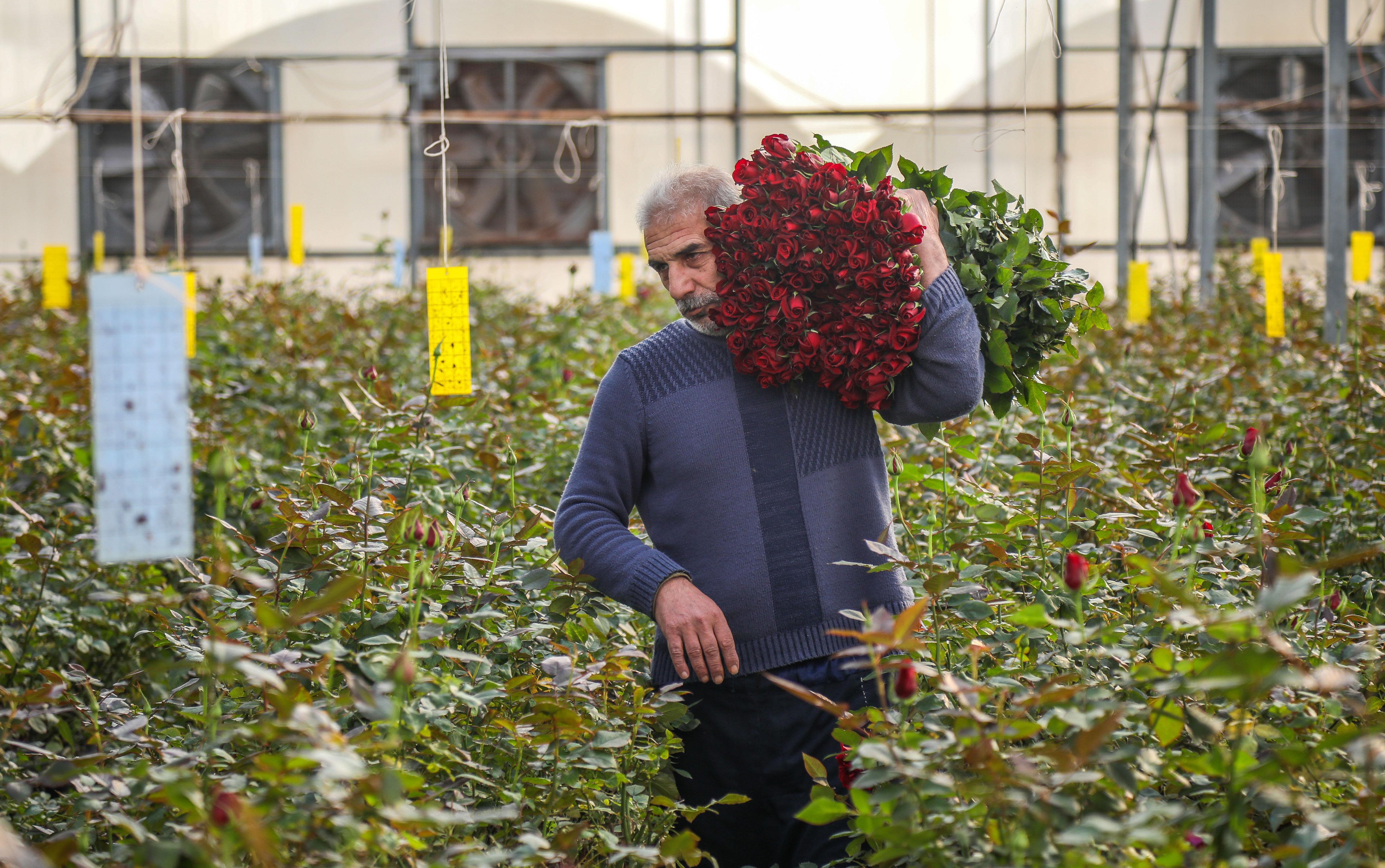 Süs bitkileri ihracatında hedef 500 milyon dolar