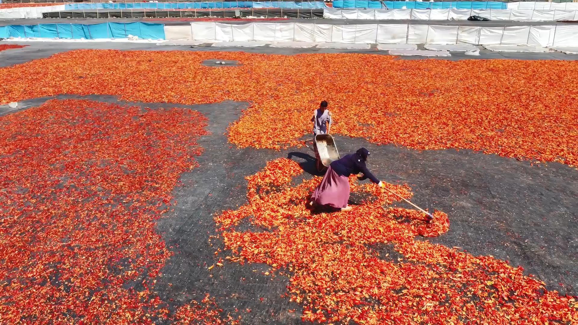 Şanlıurfada isot, 10 bin kişiye geçim kaynağı oldu