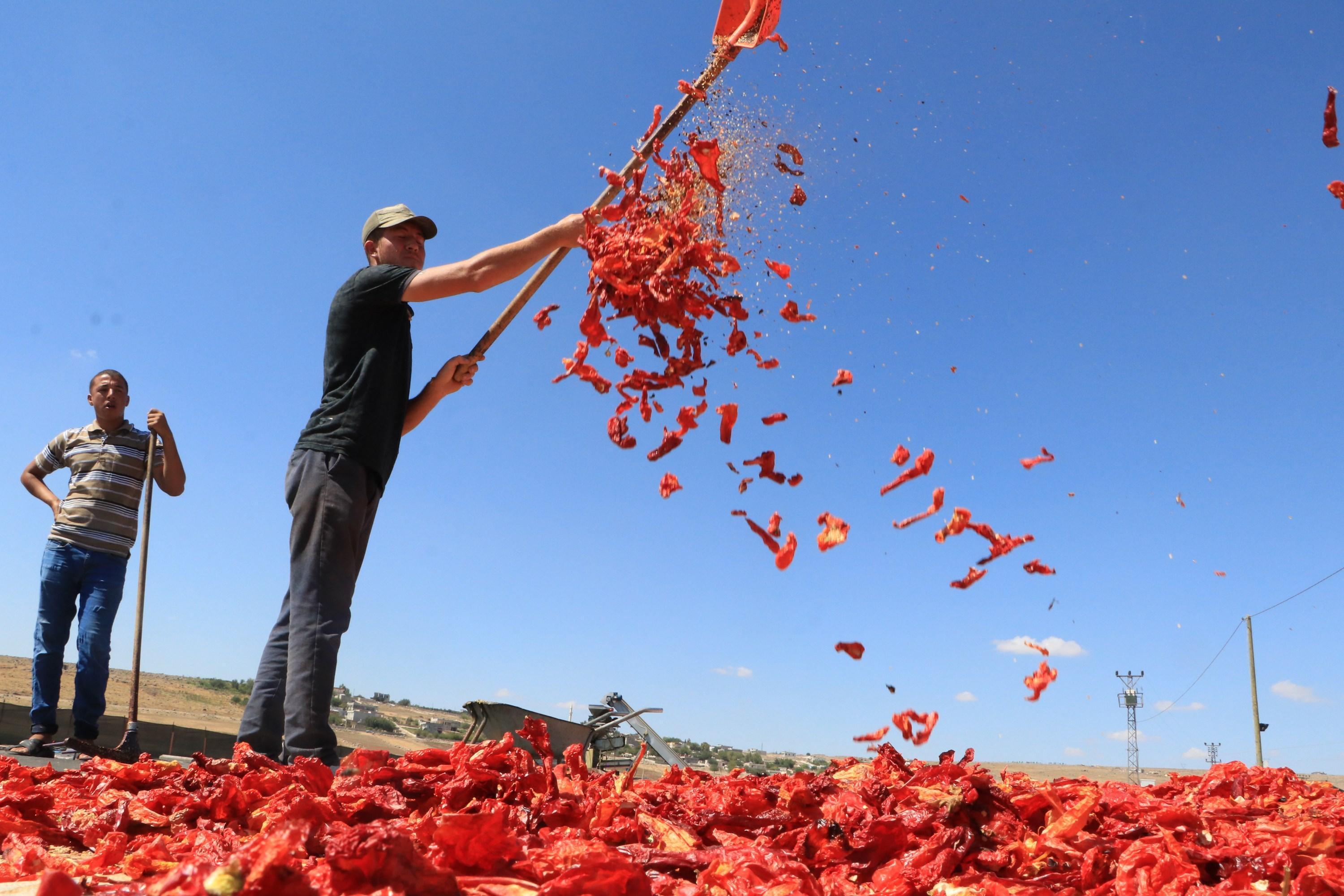 Şanlıurfada isot, 10 bin kişiye geçim kaynağı oldu