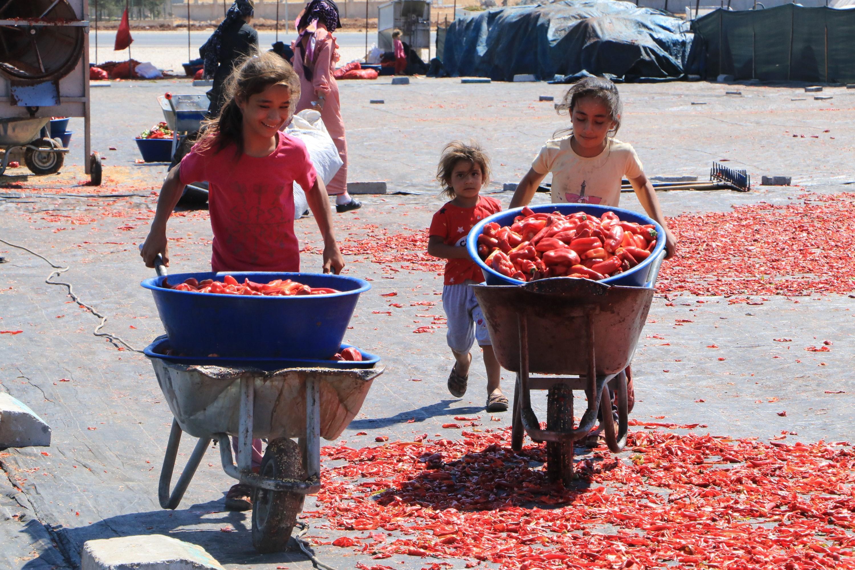 Şanlıurfada isot, 10 bin kişiye geçim kaynağı oldu