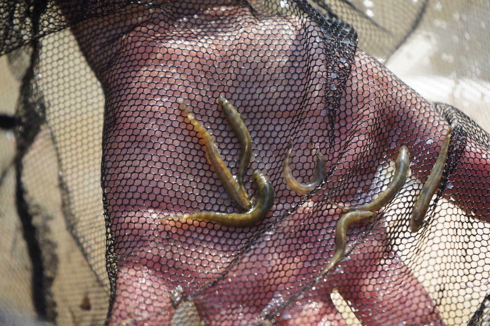 Leonardo DiCapriodan Sason Çayında 47 yıl sonra görülen balık paylaşımı