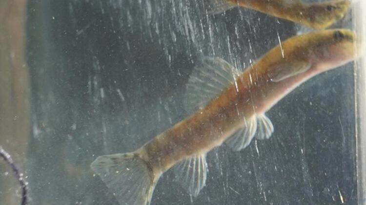 Leonardo DiCapriodan Sason Çayında 47 yıl sonra görülen balık paylaşımı