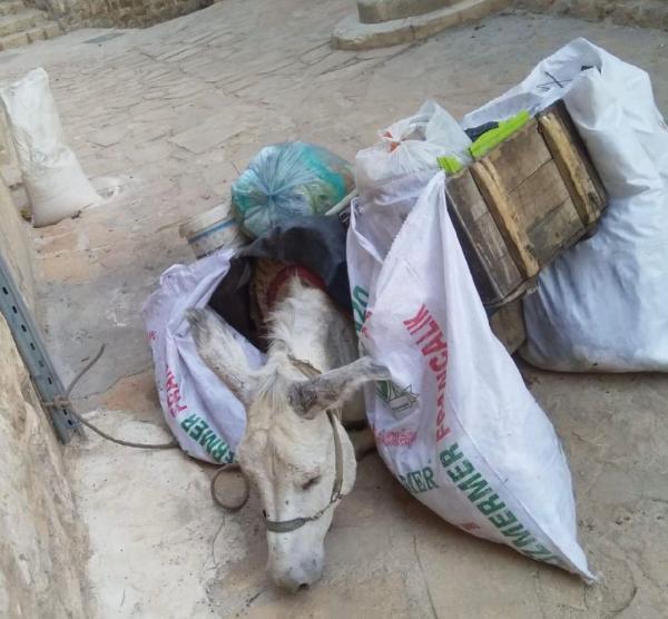 Mardinde çöp toplayan yaralı eşek, Bursa Emekli Hayvanlar Çiftliğinde
