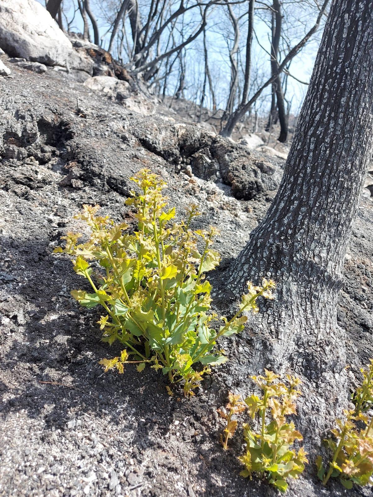 Muğlada yanan özel bölgeler için ekolojik kurtarma operasyonu