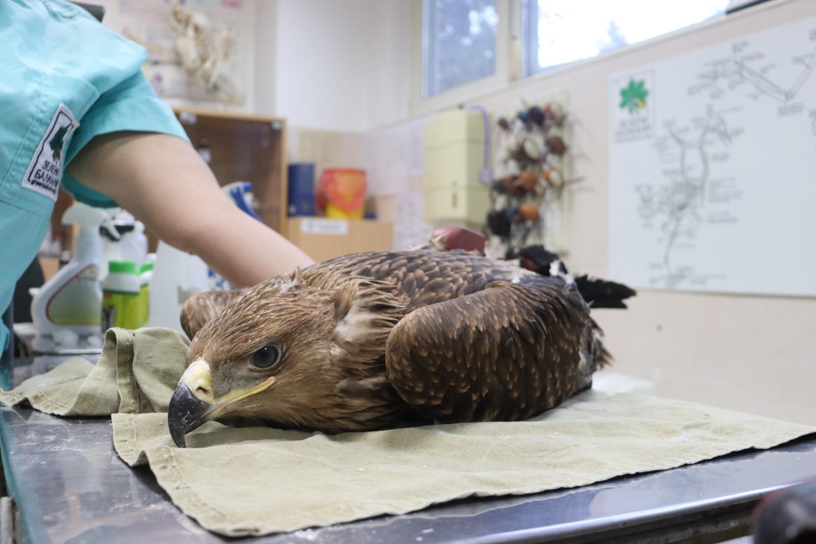 Bulgaristanda uydu vericisi takılan şah kartal, Ankarada görüntülendi