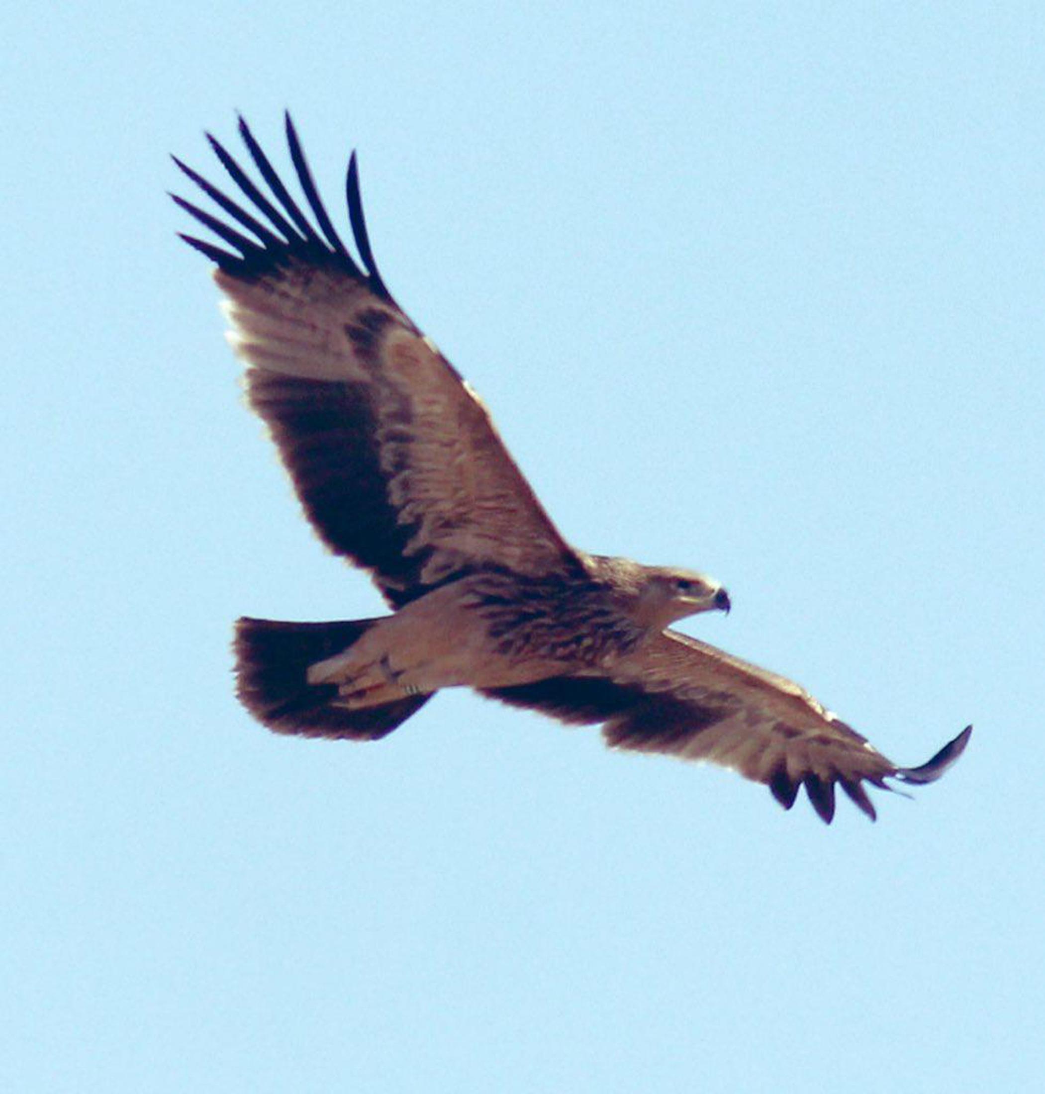 Bulgaristanda uydu vericisi takılan şah kartal, Ankarada görüntülendi