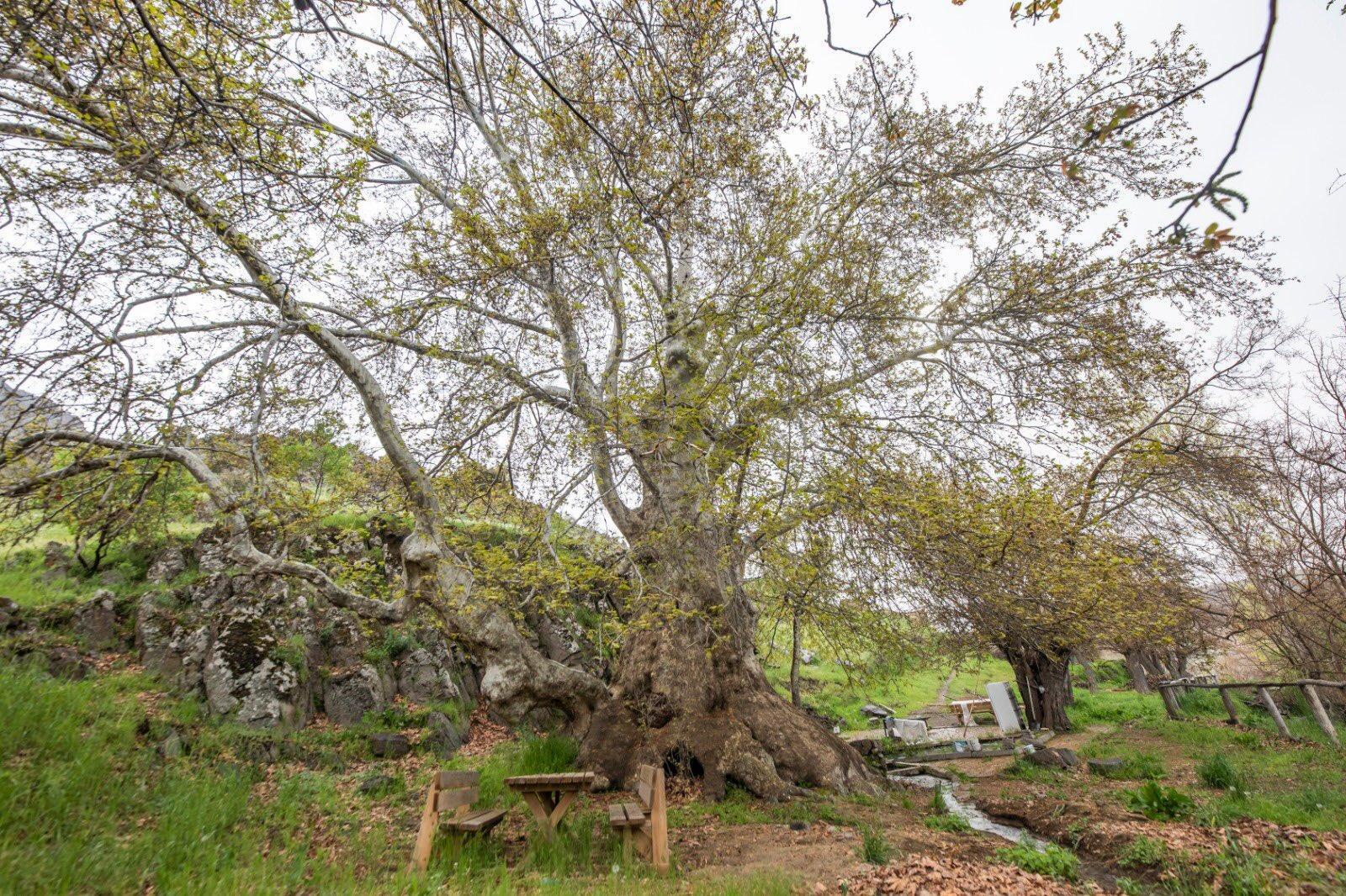 Tunceli’de  ‘Doğu çınarı anıt ağaç olarak tescil edildi