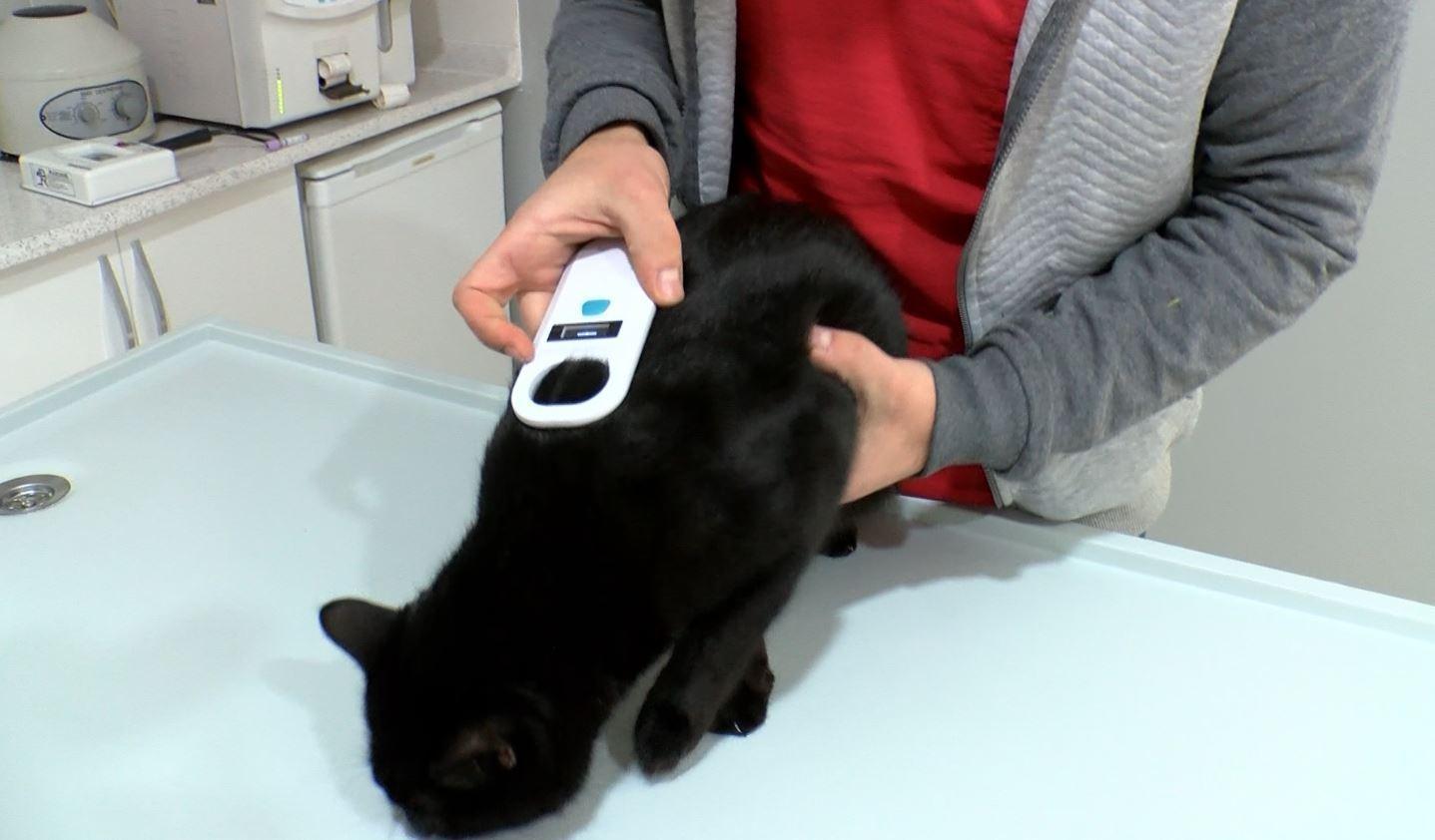 Bahçesinde 10 ölü köpek bulunan kadının evine 2nci baskın