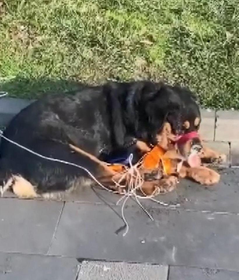 Esenlerde Barut adlı köpek sokakta ağzı ve ayakları bağlı halde bulundu