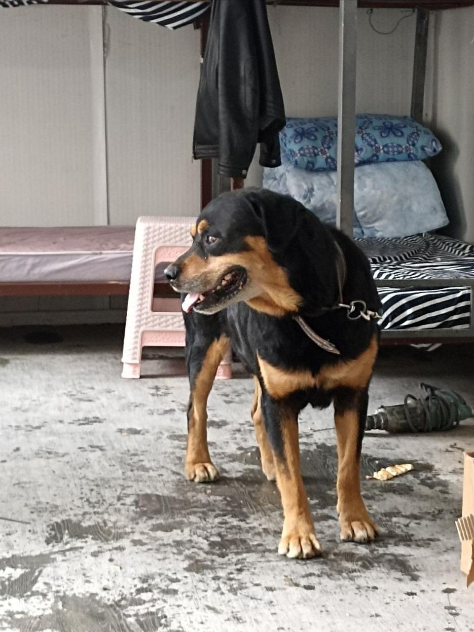 Esenlerde Barut adlı köpek sokakta ağzı ve ayakları bağlı halde bulundu