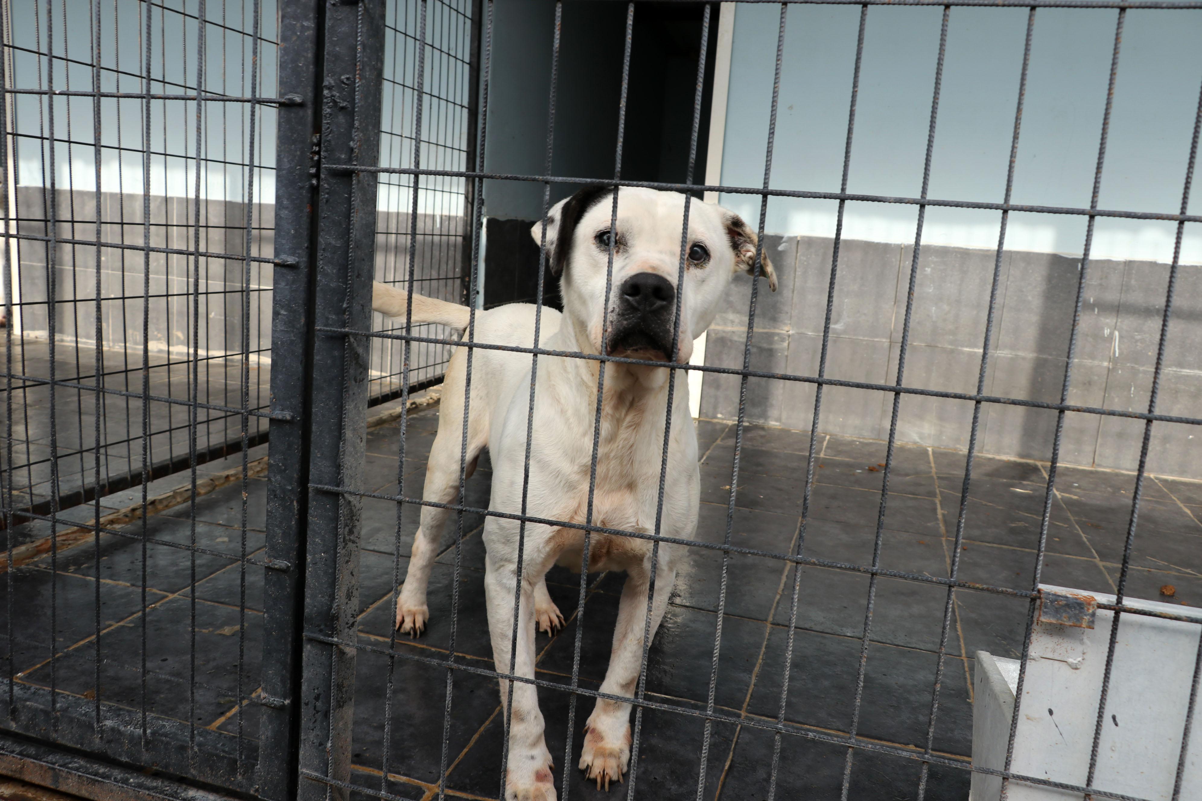 Yasaklı ırk’ dramı