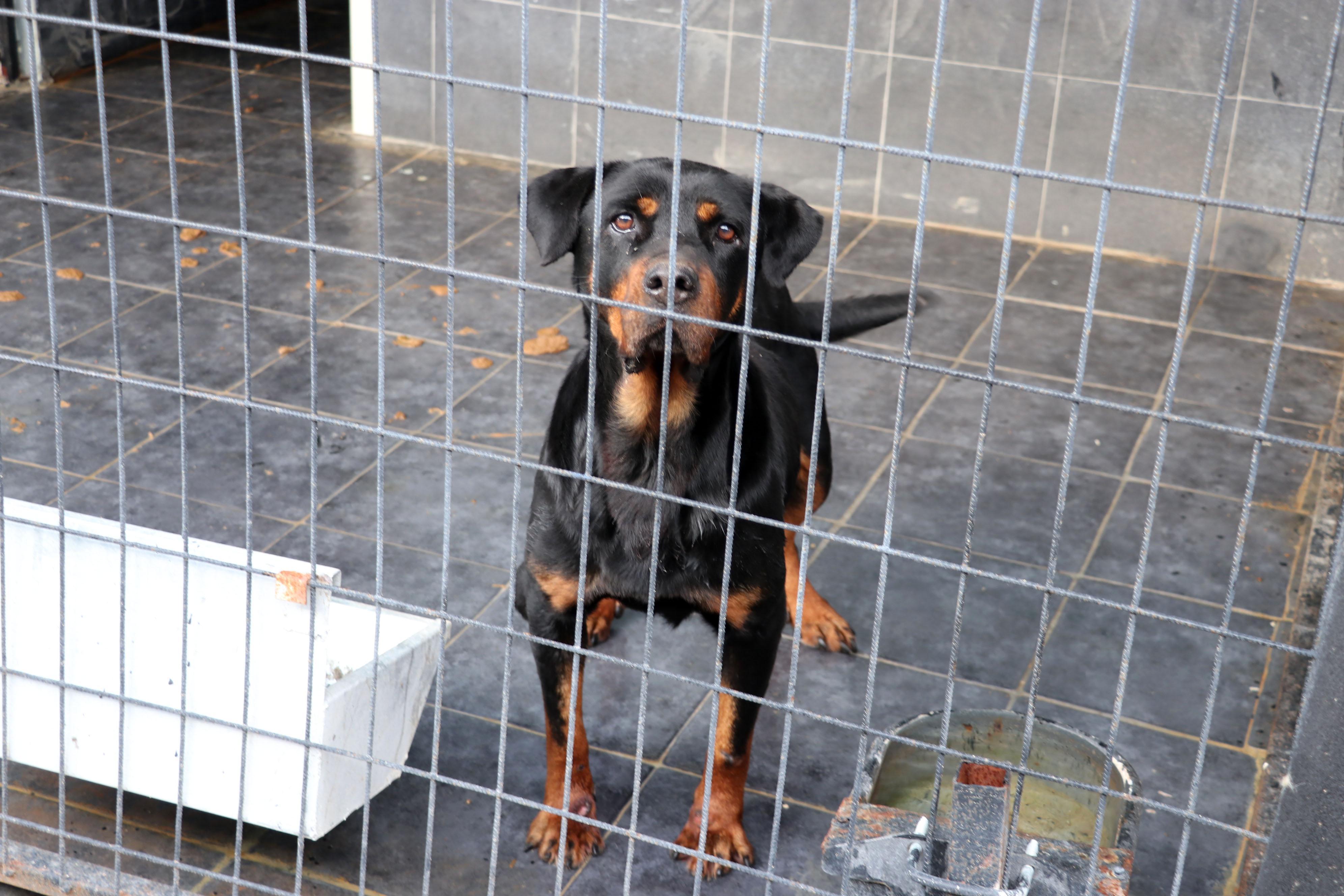 Yasaklı ırk’ dramı