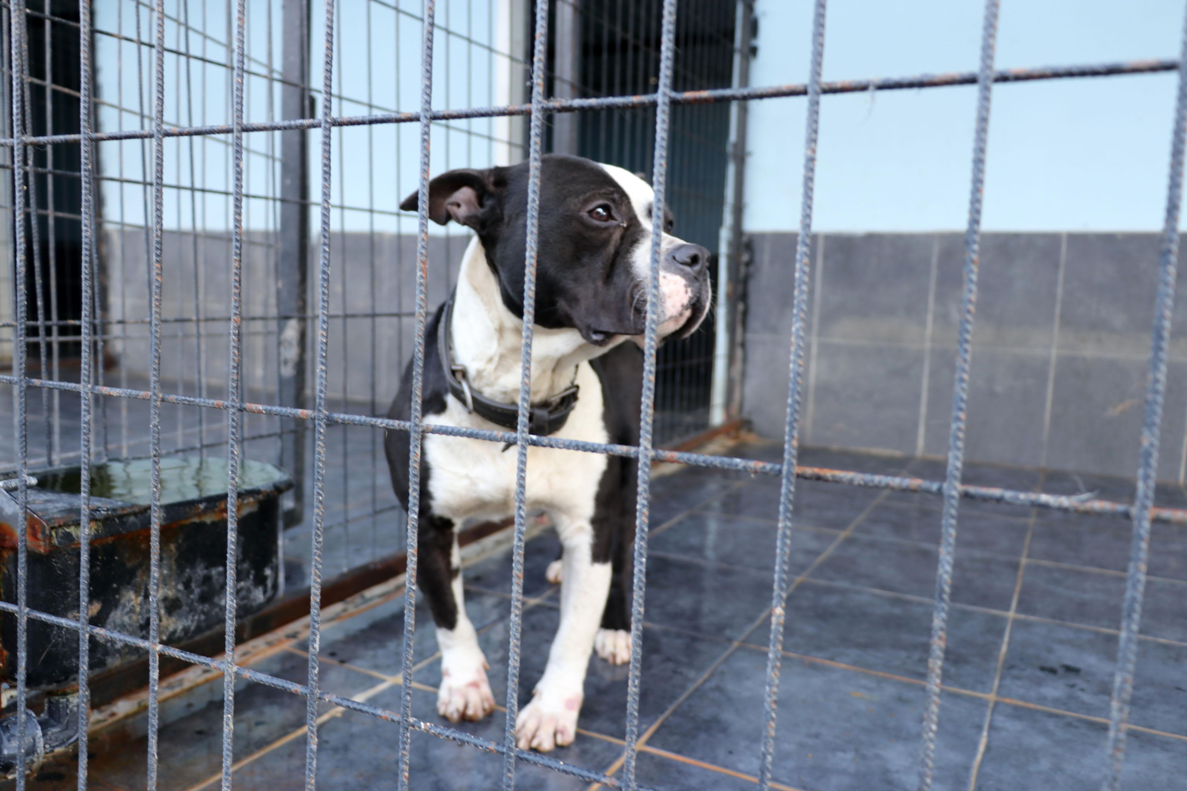 Yasaklı ırk’ dramı