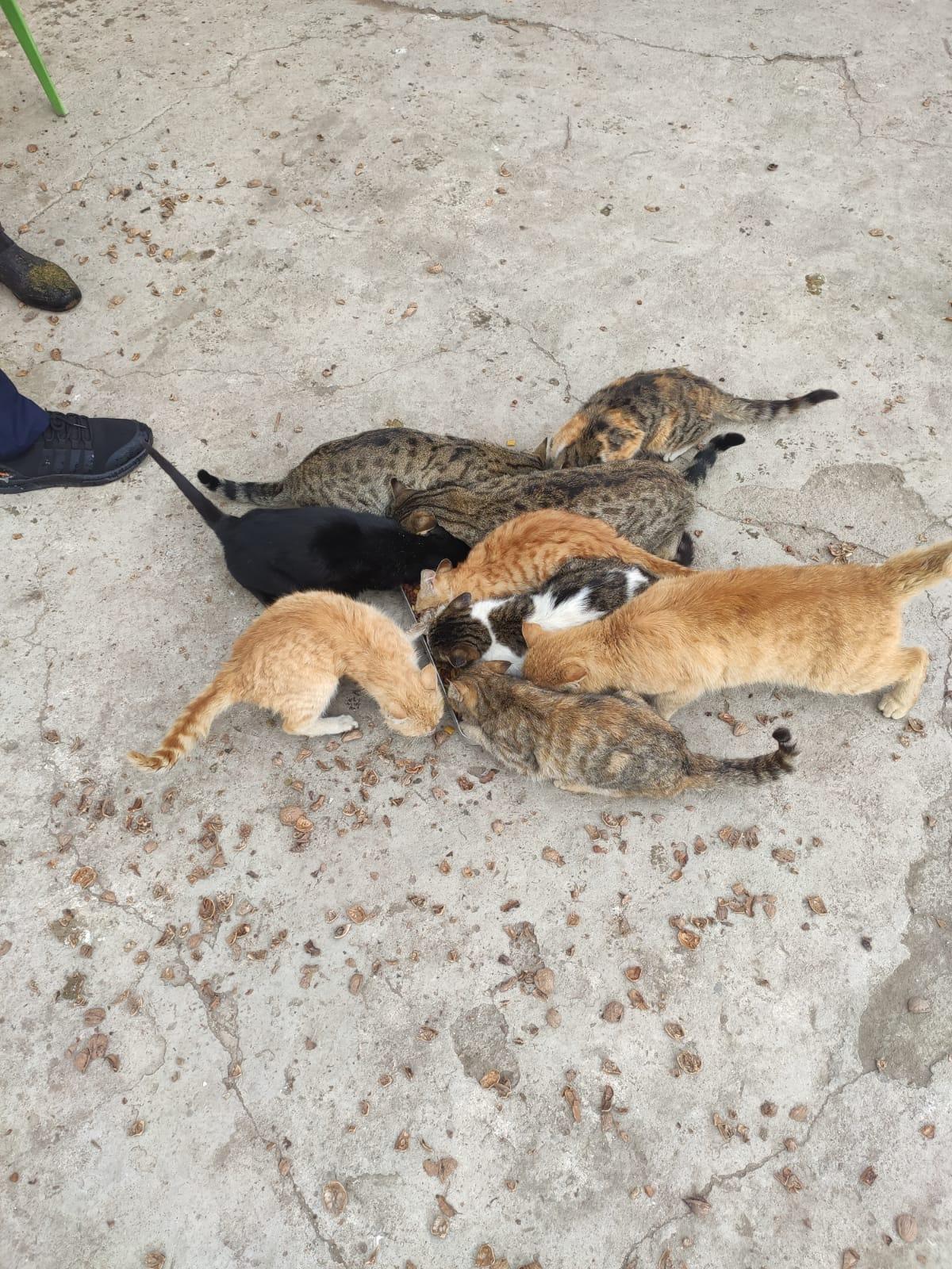 Kimsenin kalmadığı köyde, kedilerin ölmemesi için mücadele eden Baştaşa destek geldi