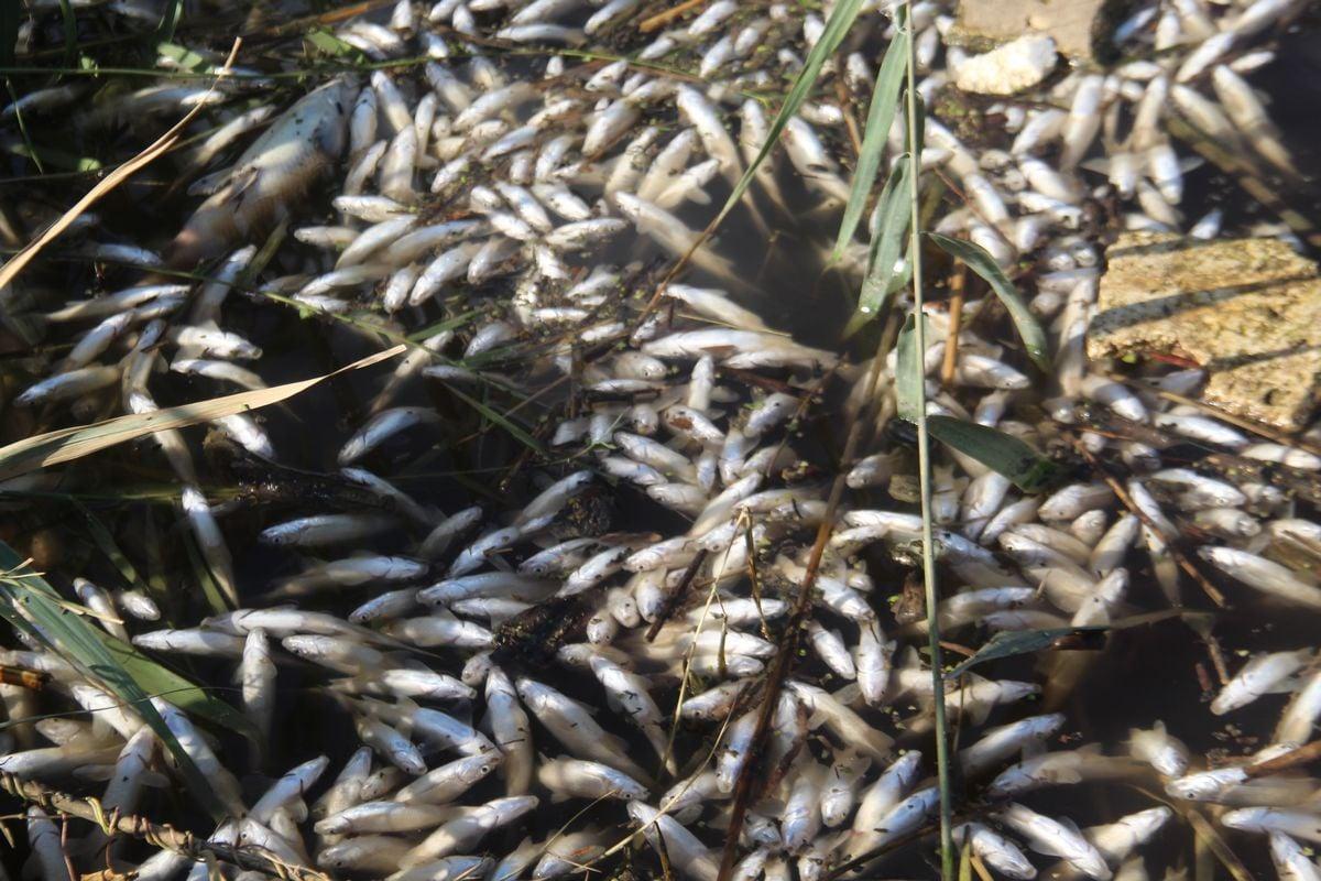 Büyük Menderes Nehrinde atık nedeniyle binlerce balık öldü