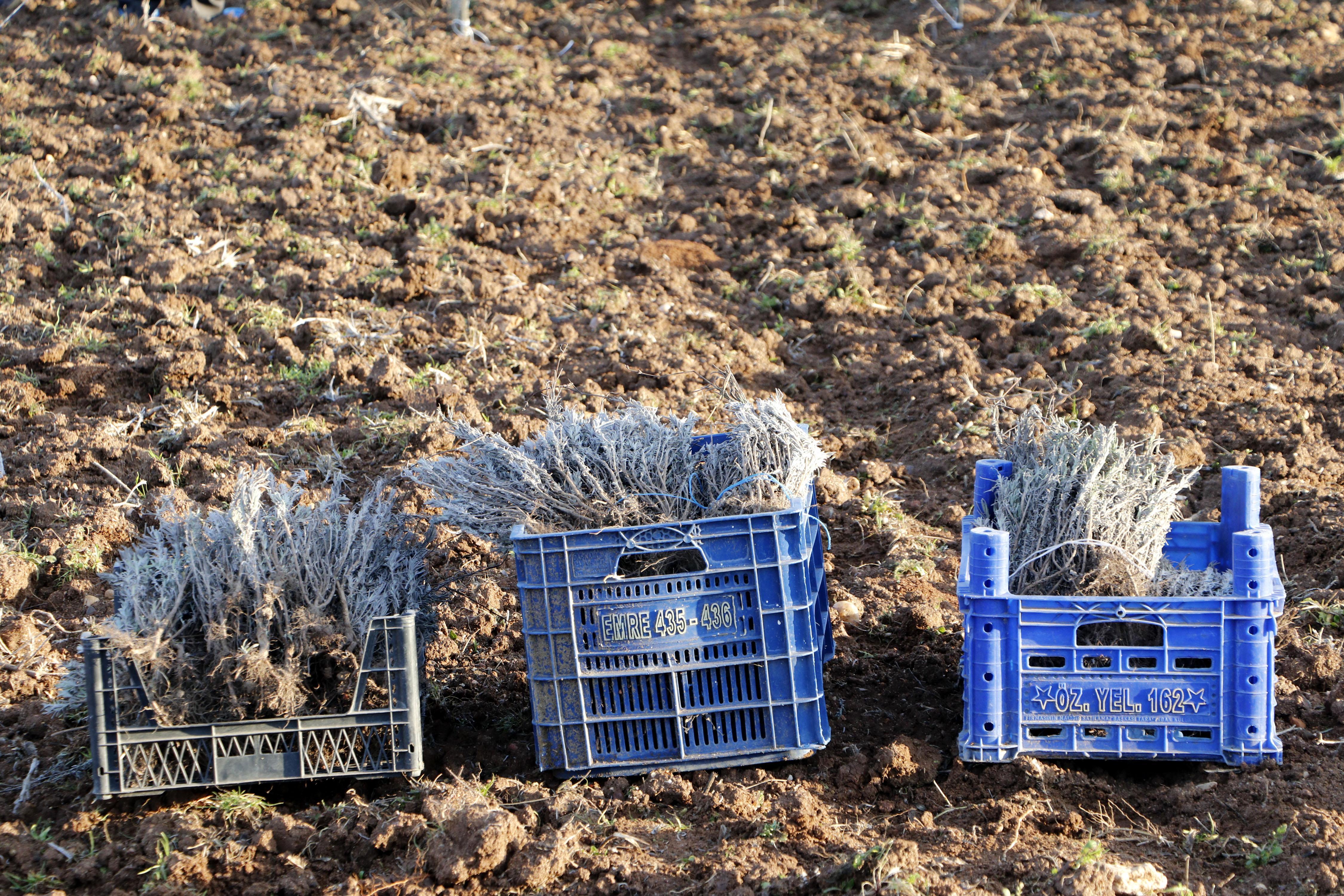 Troyanın ziyaretçilerini lavanta tarlaları karşılayacak