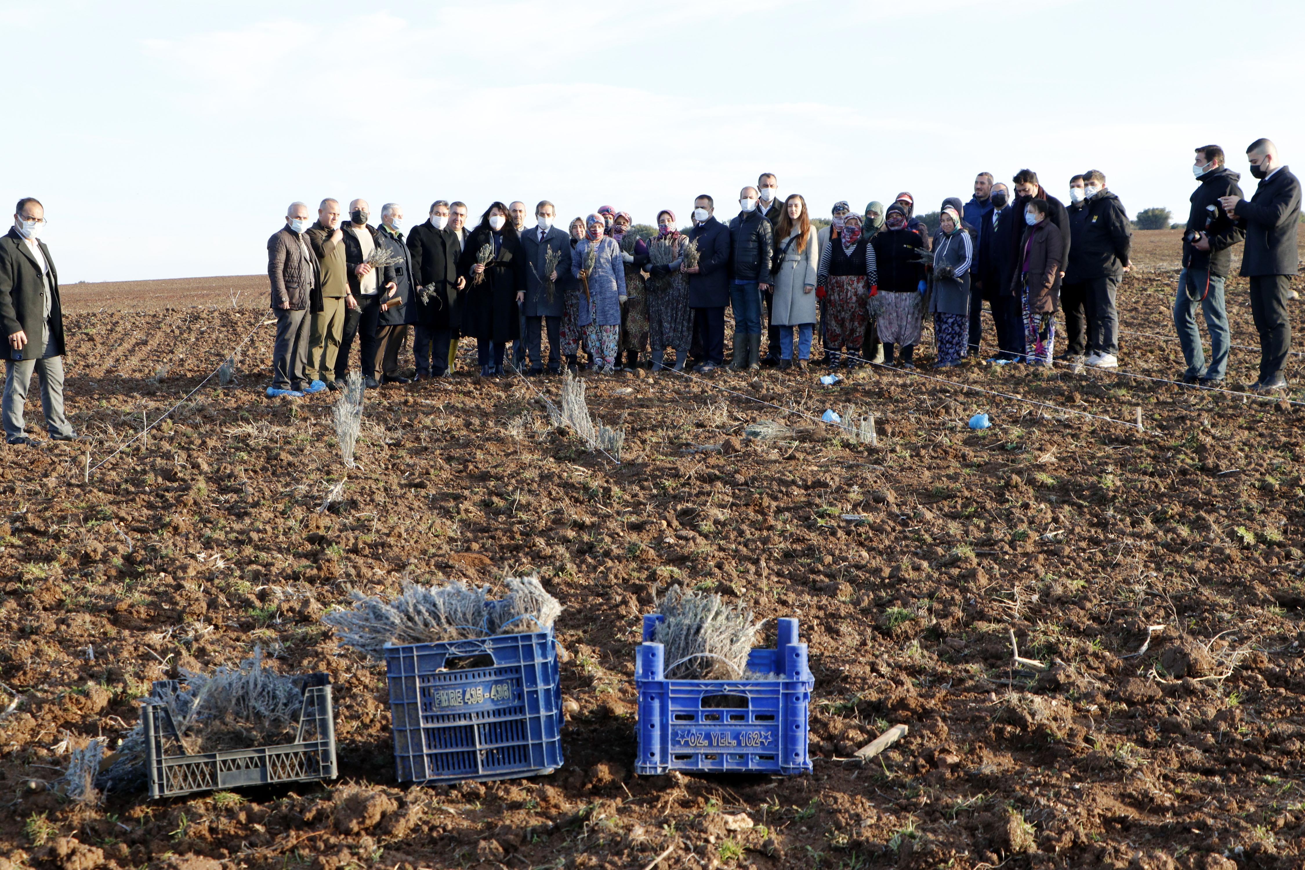 Troyanın ziyaretçilerini lavanta tarlaları karşılayacak