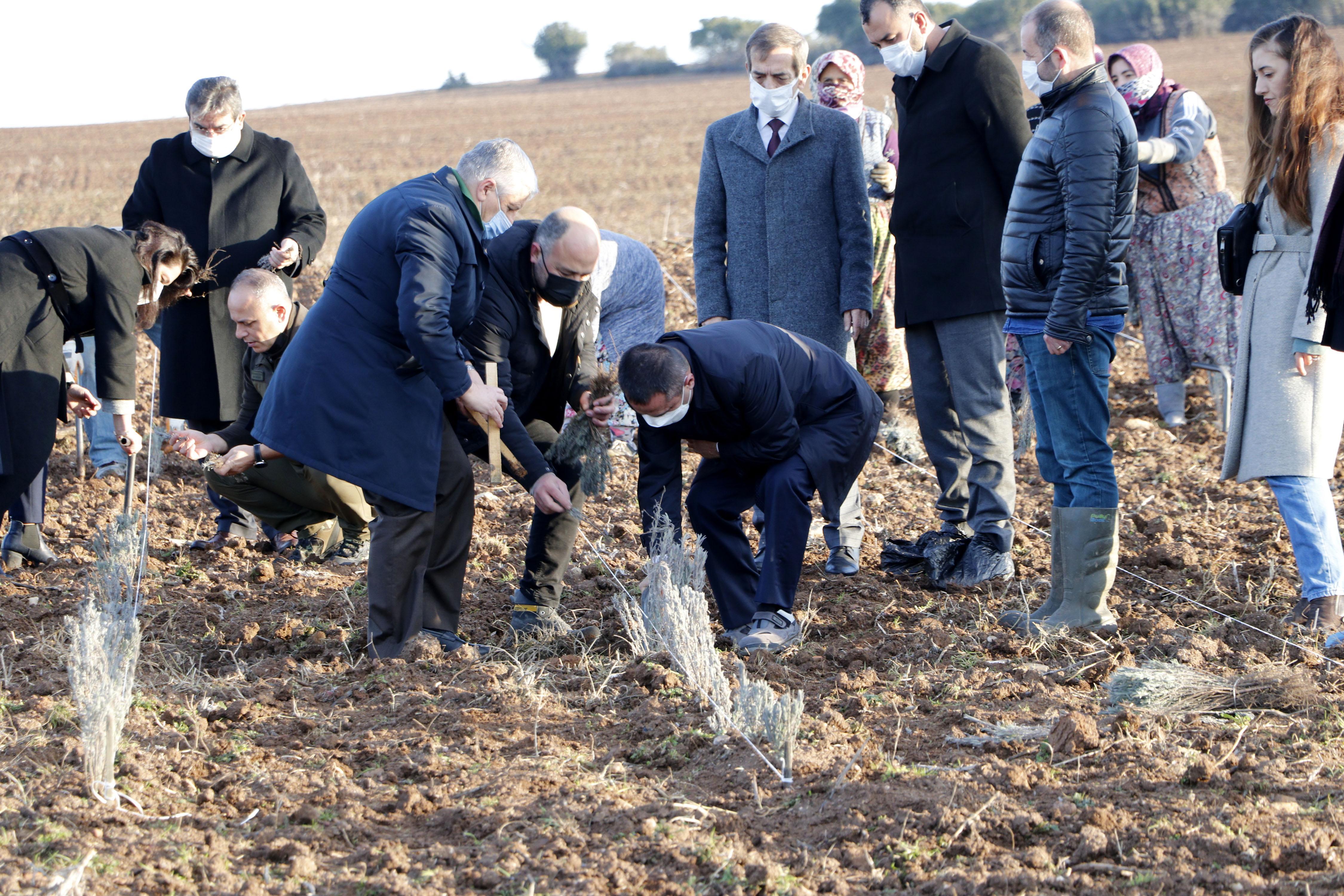 Troyanın ziyaretçilerini lavanta tarlaları karşılayacak