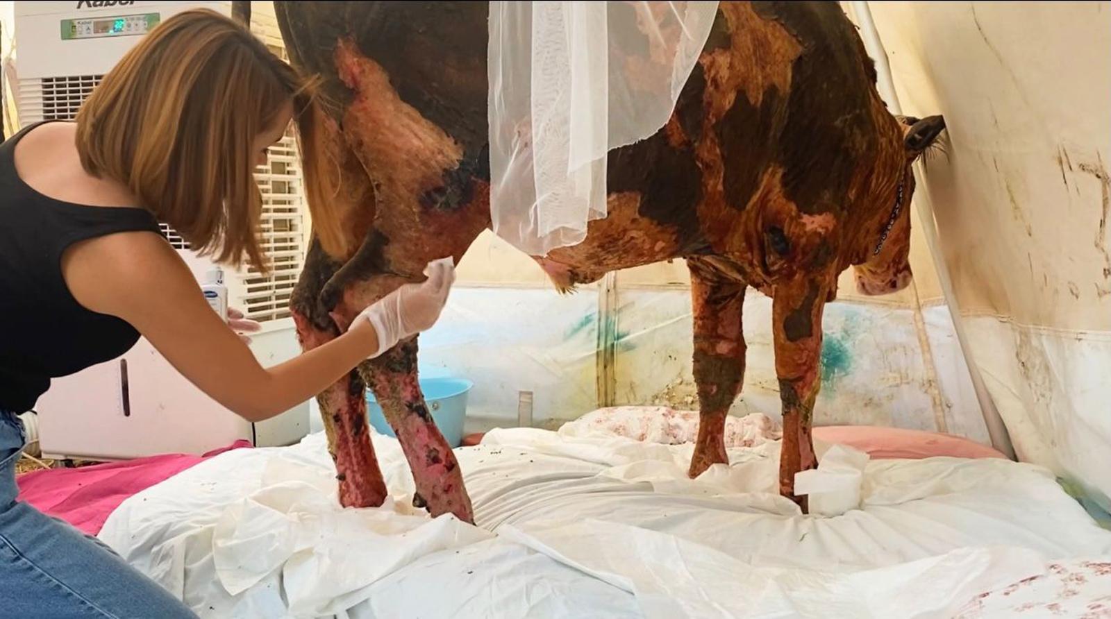 Manavgattaki yangında vücudu yanan ve yaşamından umut kesilen boğa hayata döndü