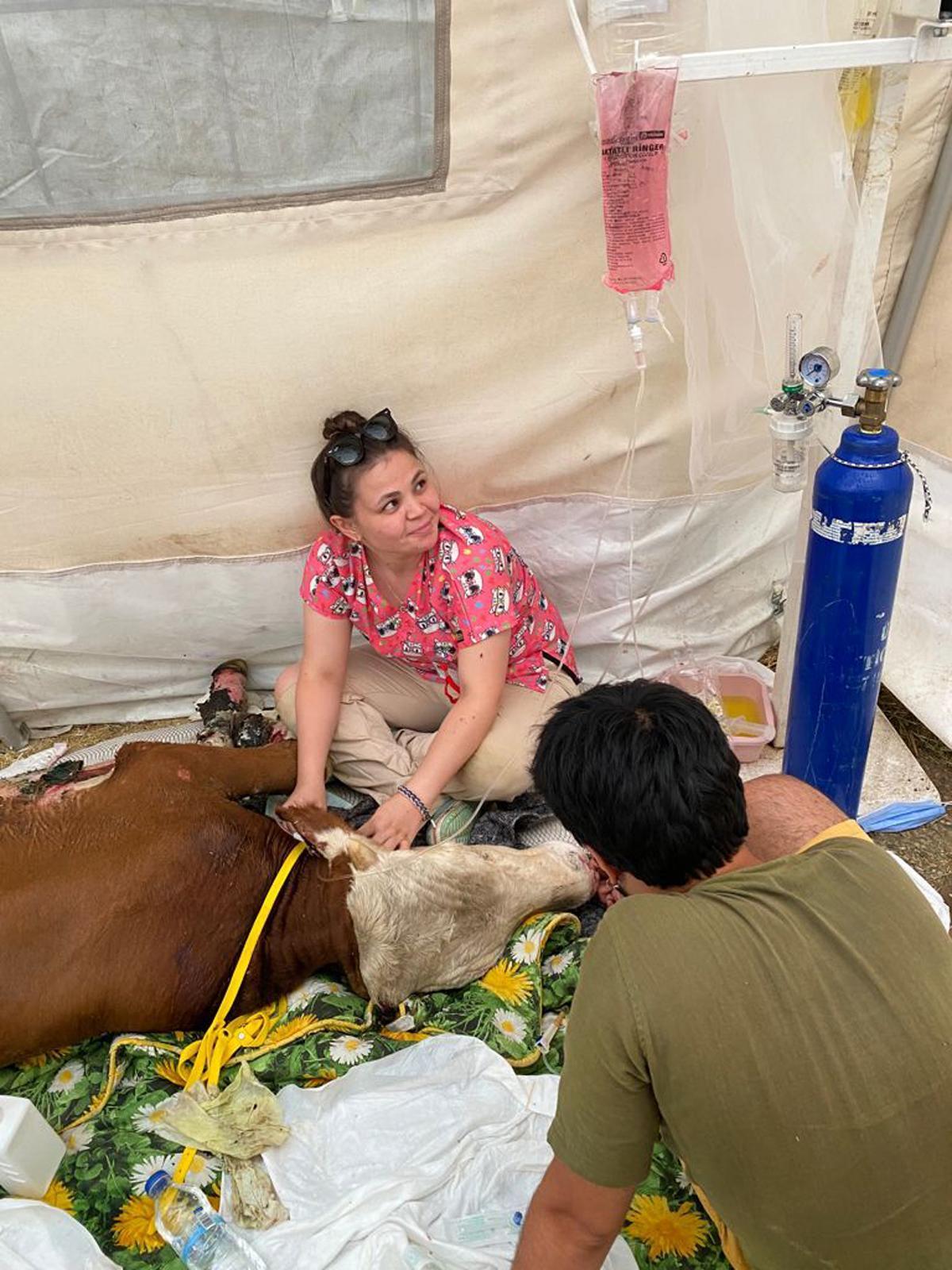 Manavgattaki yangında vücudu yanan ve yaşamından umut kesilen boğa hayata döndü