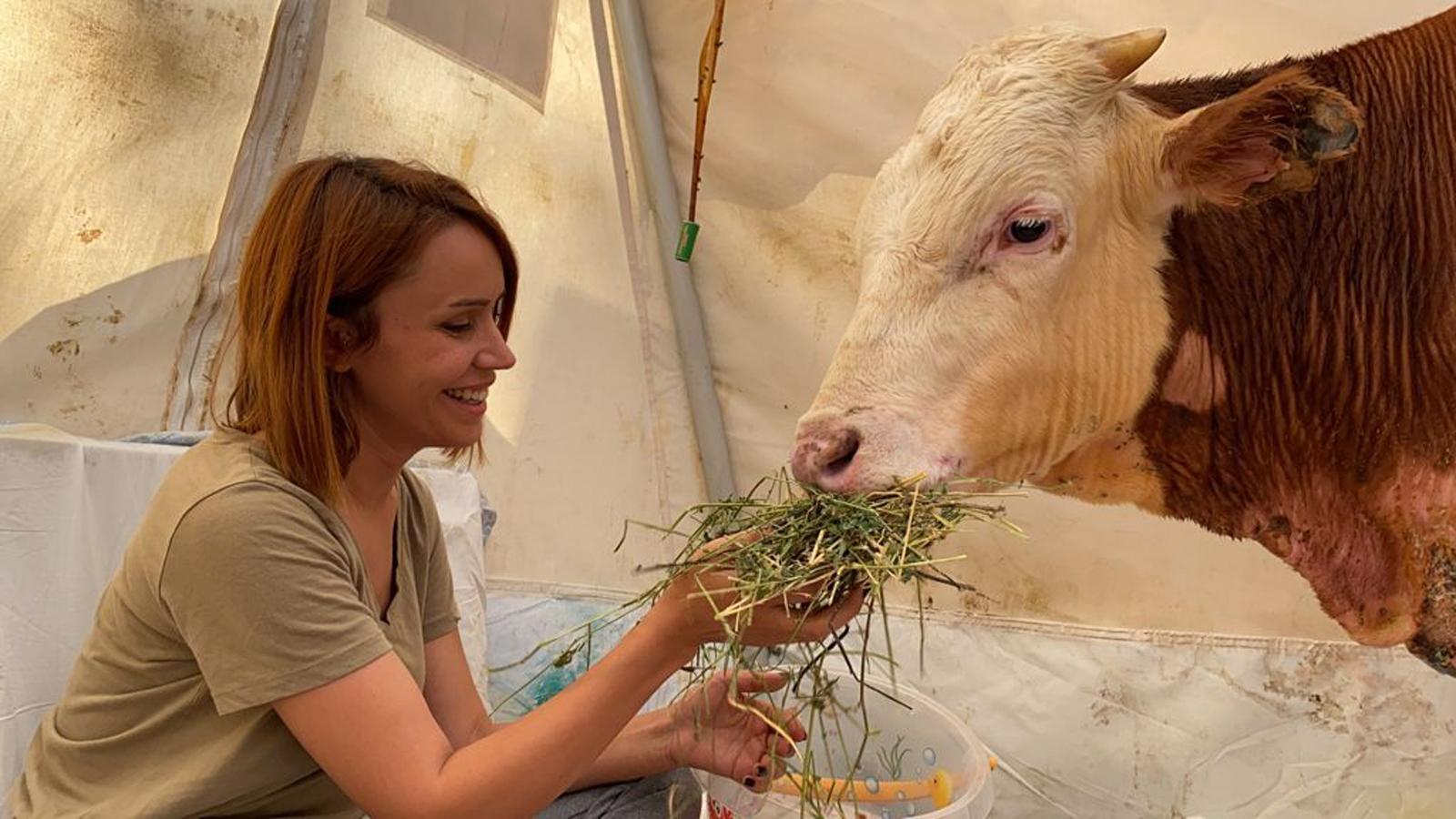Manavgattaki yangında vücudu yanan ve yaşamından umut kesilen boğa hayata döndü