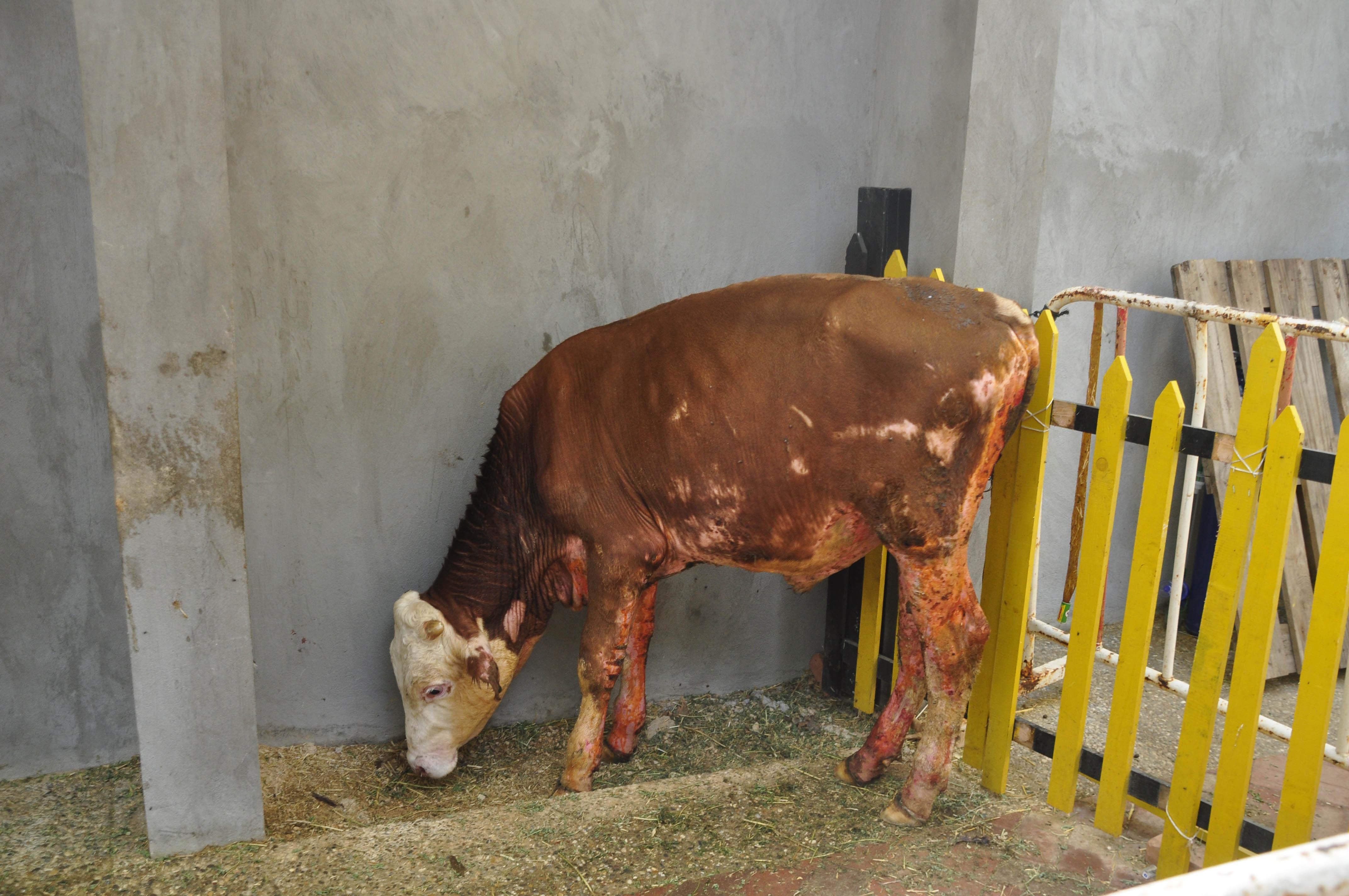 Manavgattaki yangında vücudu yanan ve yaşamından umut kesilen boğa hayata döndü