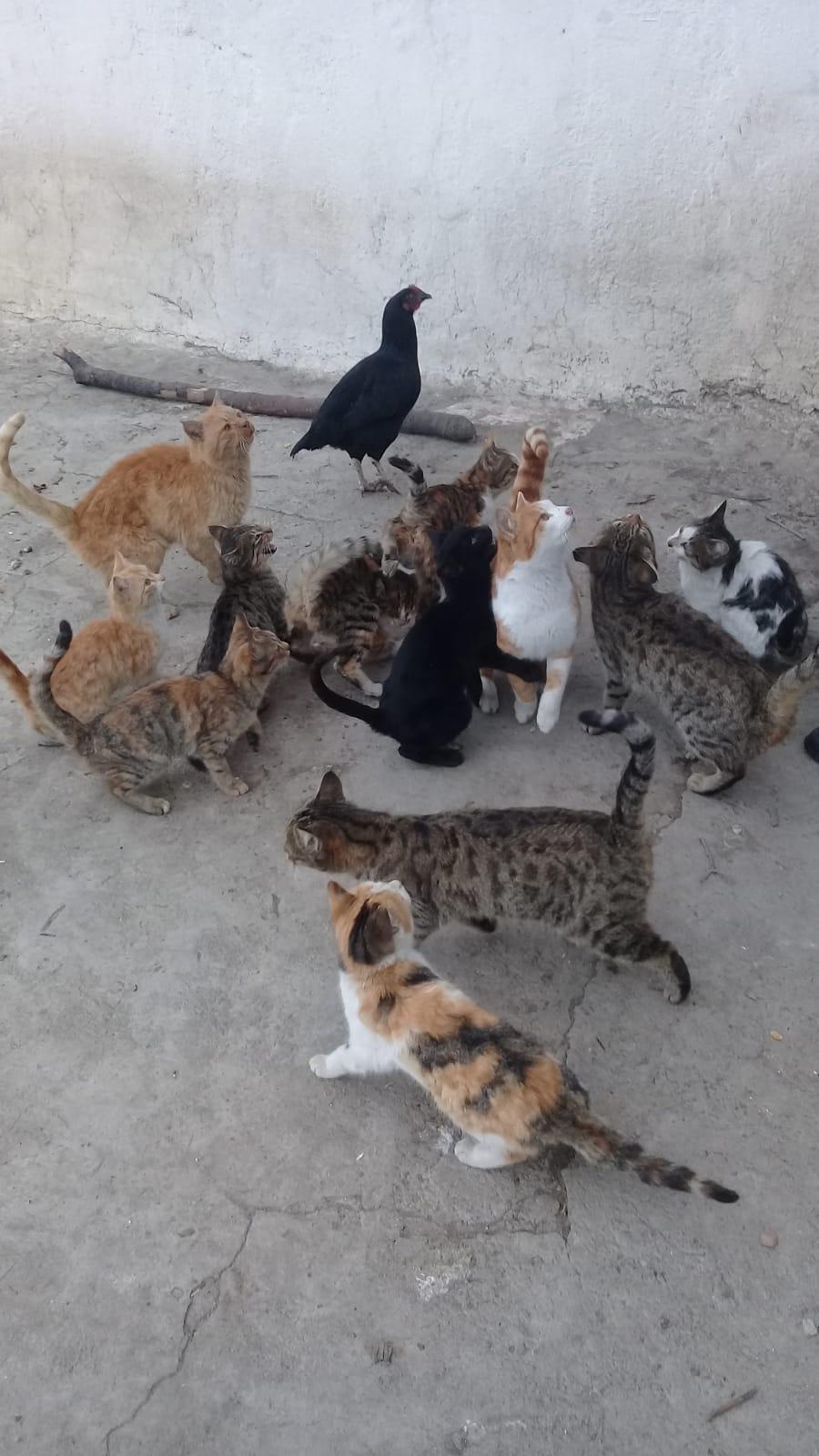 Kimsenin kalmadığı köyde, kedilerin ölmemesi için mücadele ediyor