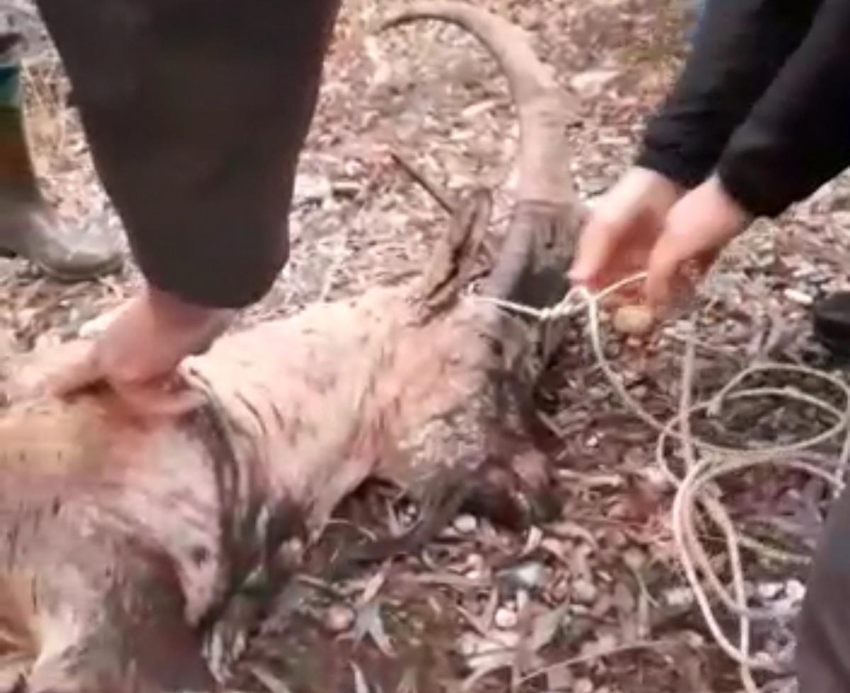 Kaçak avcılar, koruma altındaki yaban keçisini vurdu