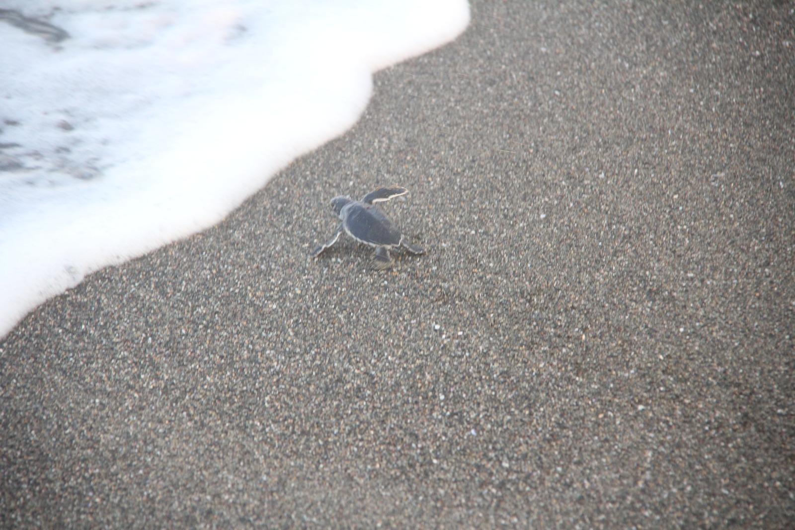 Yavru deniz kaplumbağalarının denize yolculuğu başladı