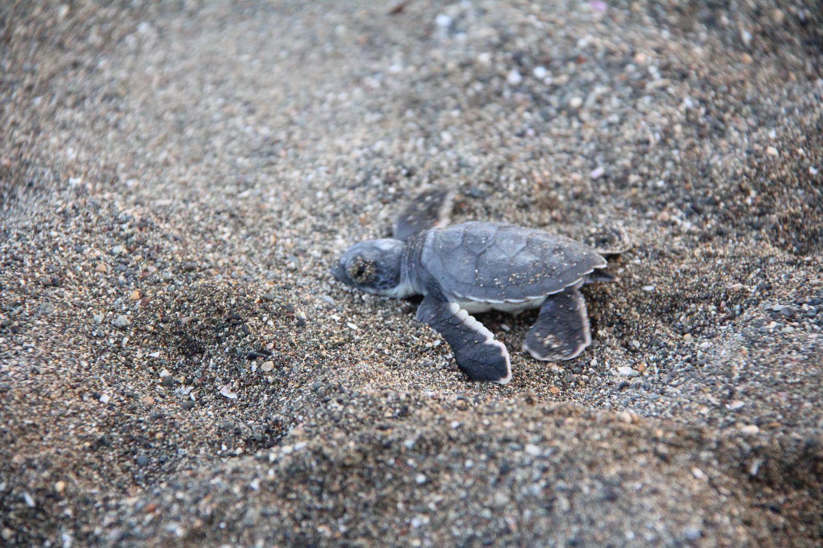 Yavru deniz kaplumbağalarının denize yolculuğu başladı