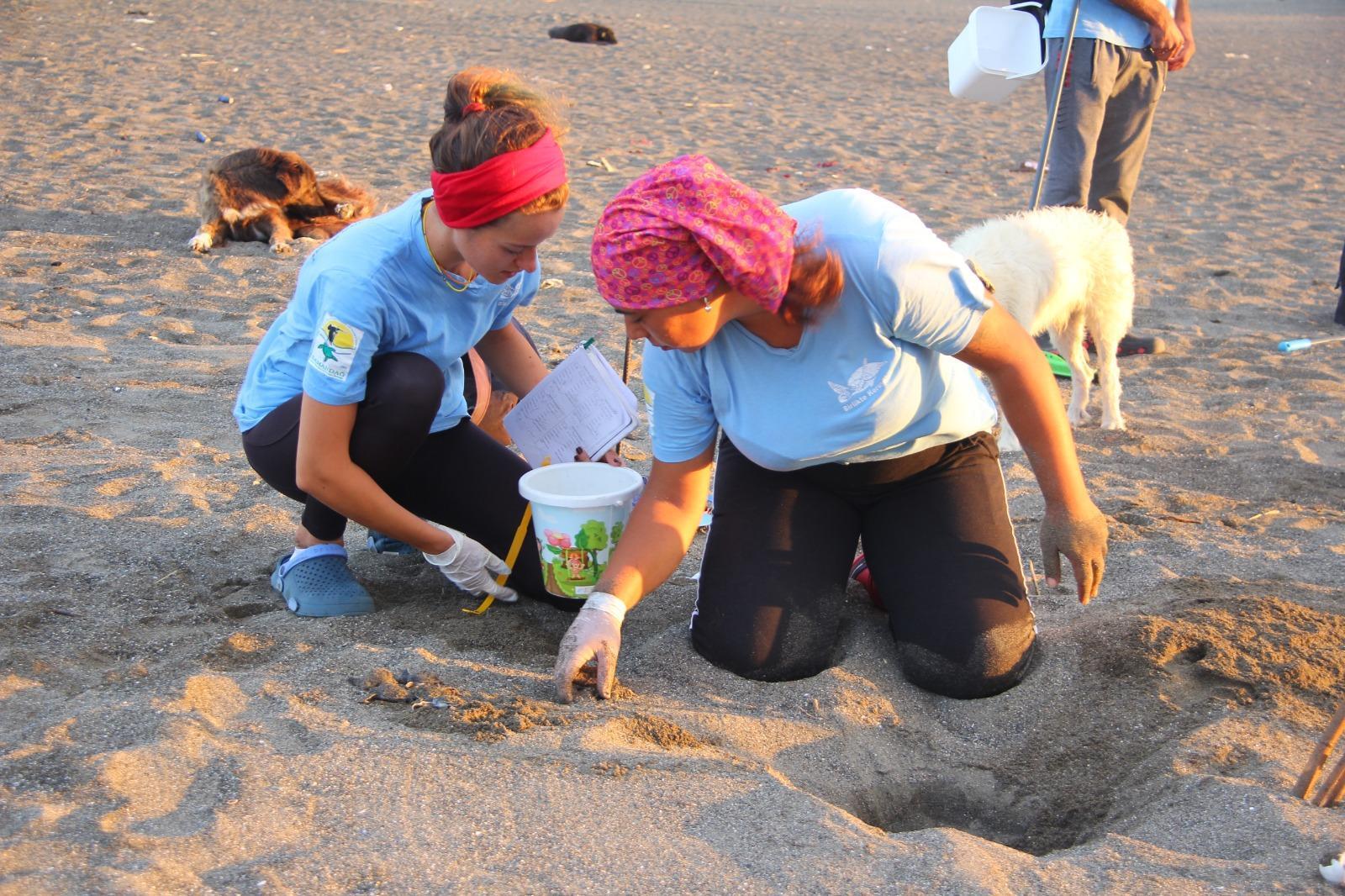 Yavru deniz kaplumbağalarının denize yolculuğu başladı