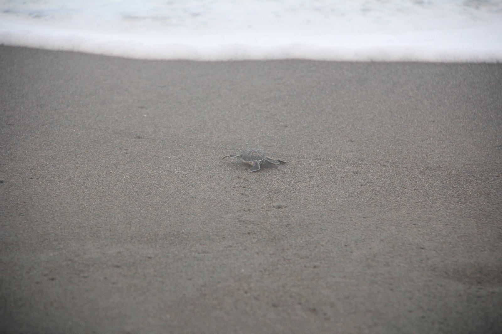 Yavru deniz kaplumbağalarının denize yolculuğu başladı